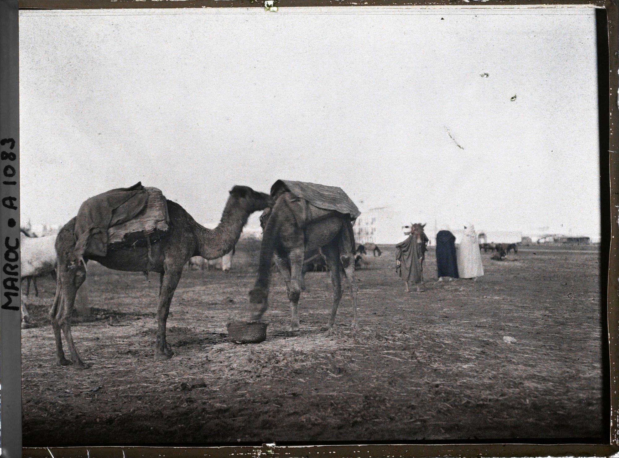 Image représentant Des dromadaires sur un marché