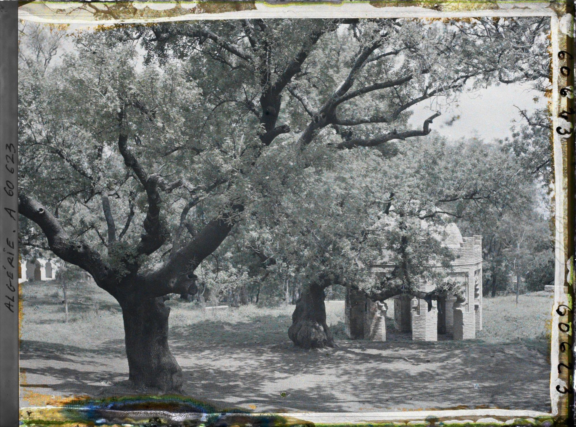 Image représentant Le tombeau de la Sultane dans le bois sacré de Sidi Yakoub