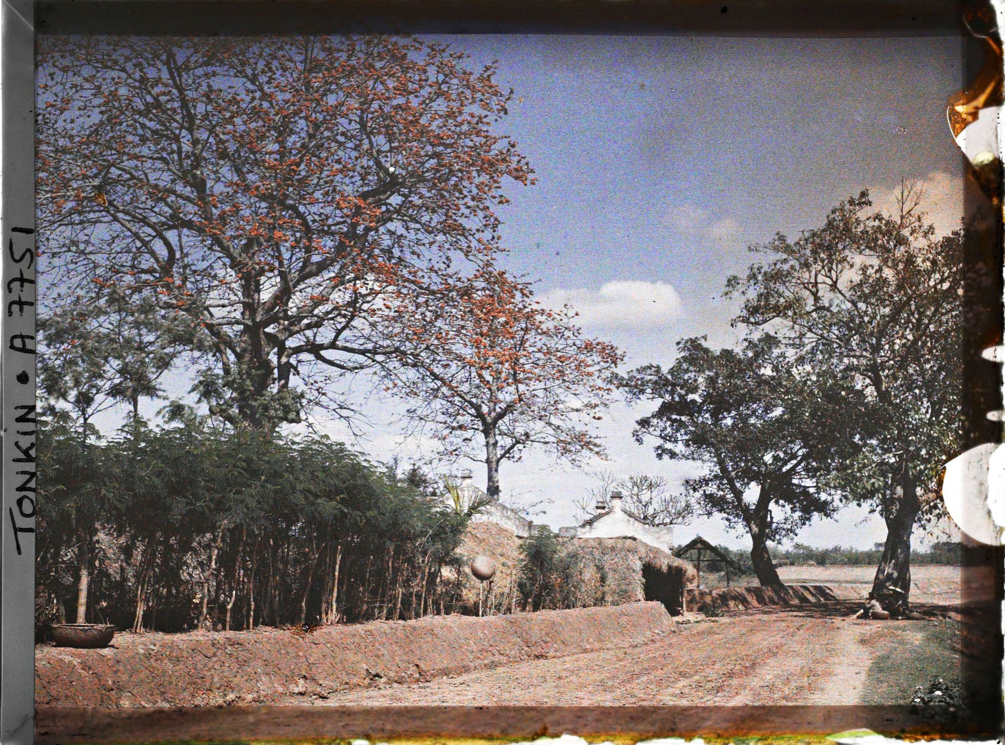 Image représentant Des kapokiers en fleurs aux abords d'un village, le long de la route