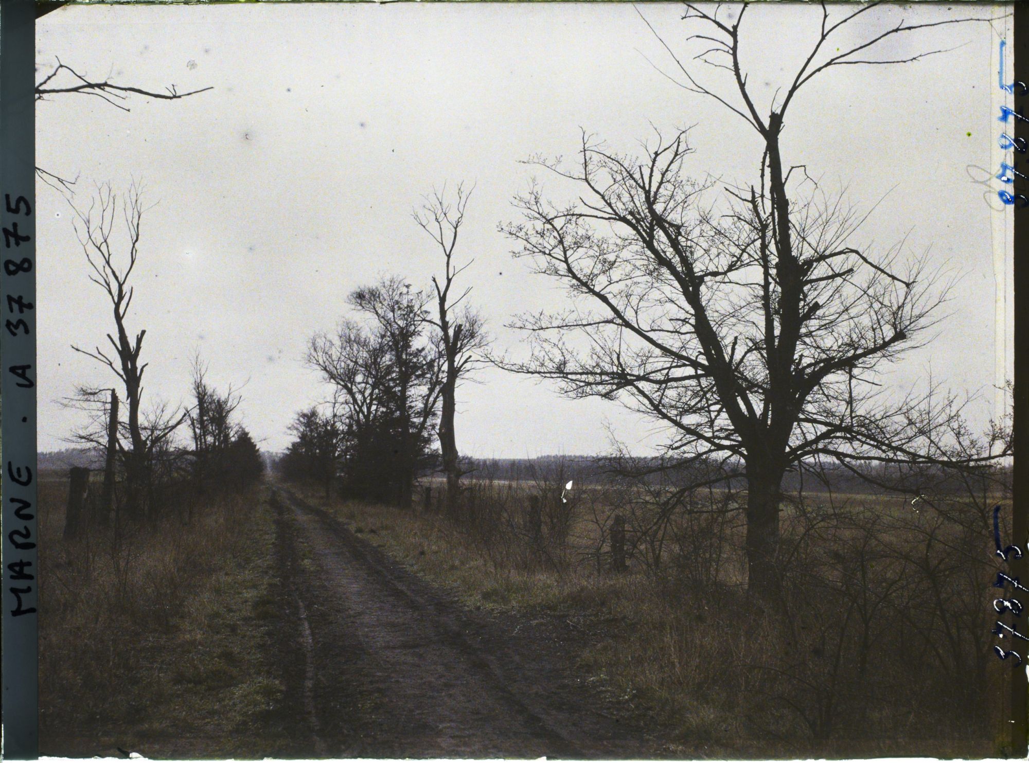Image représentant France, La Pompelle, Nouvel aspect de l'Allée Noire