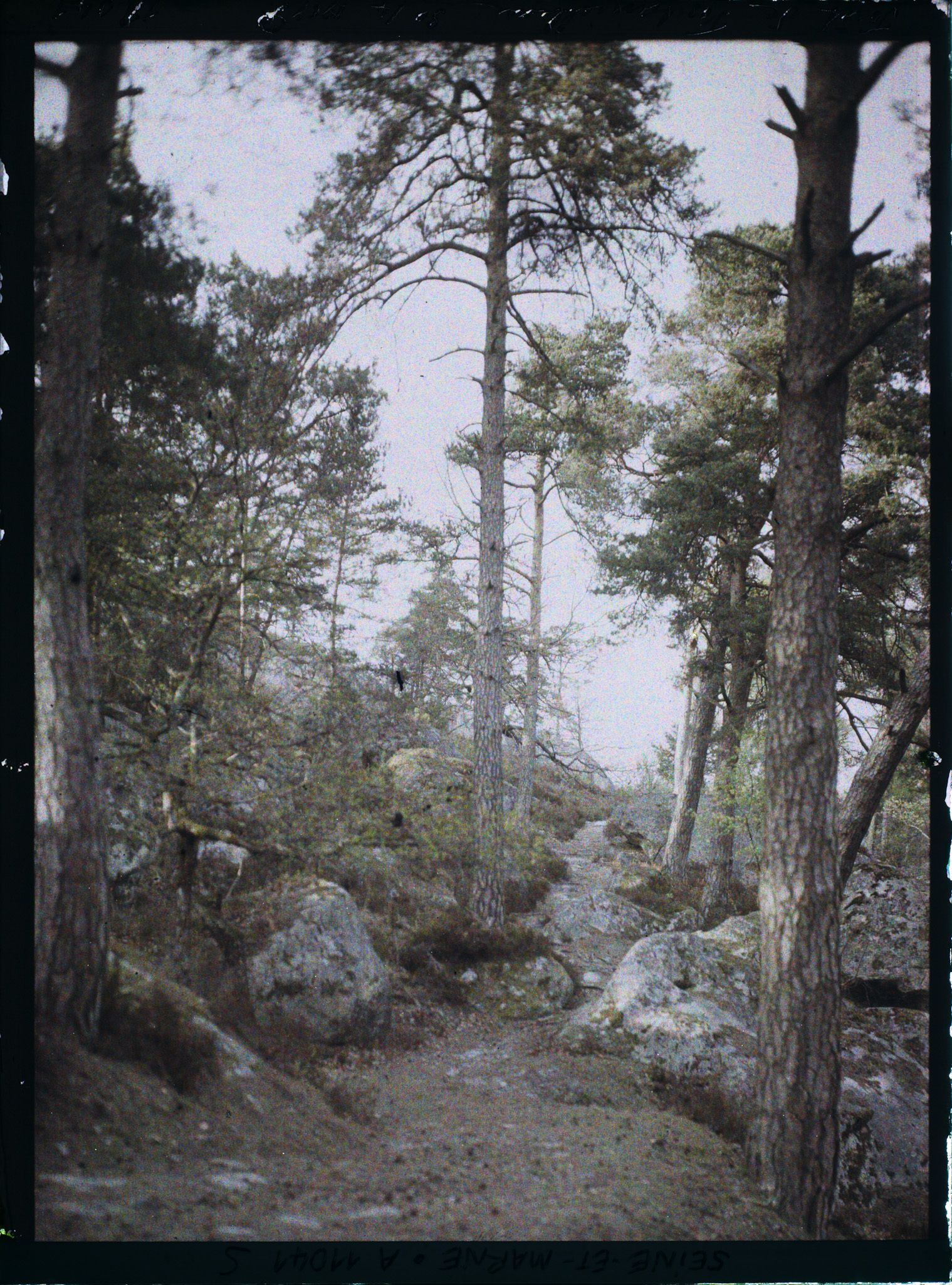 Image représentant France, Fontainebleau, Forêt de Fontainebleau
