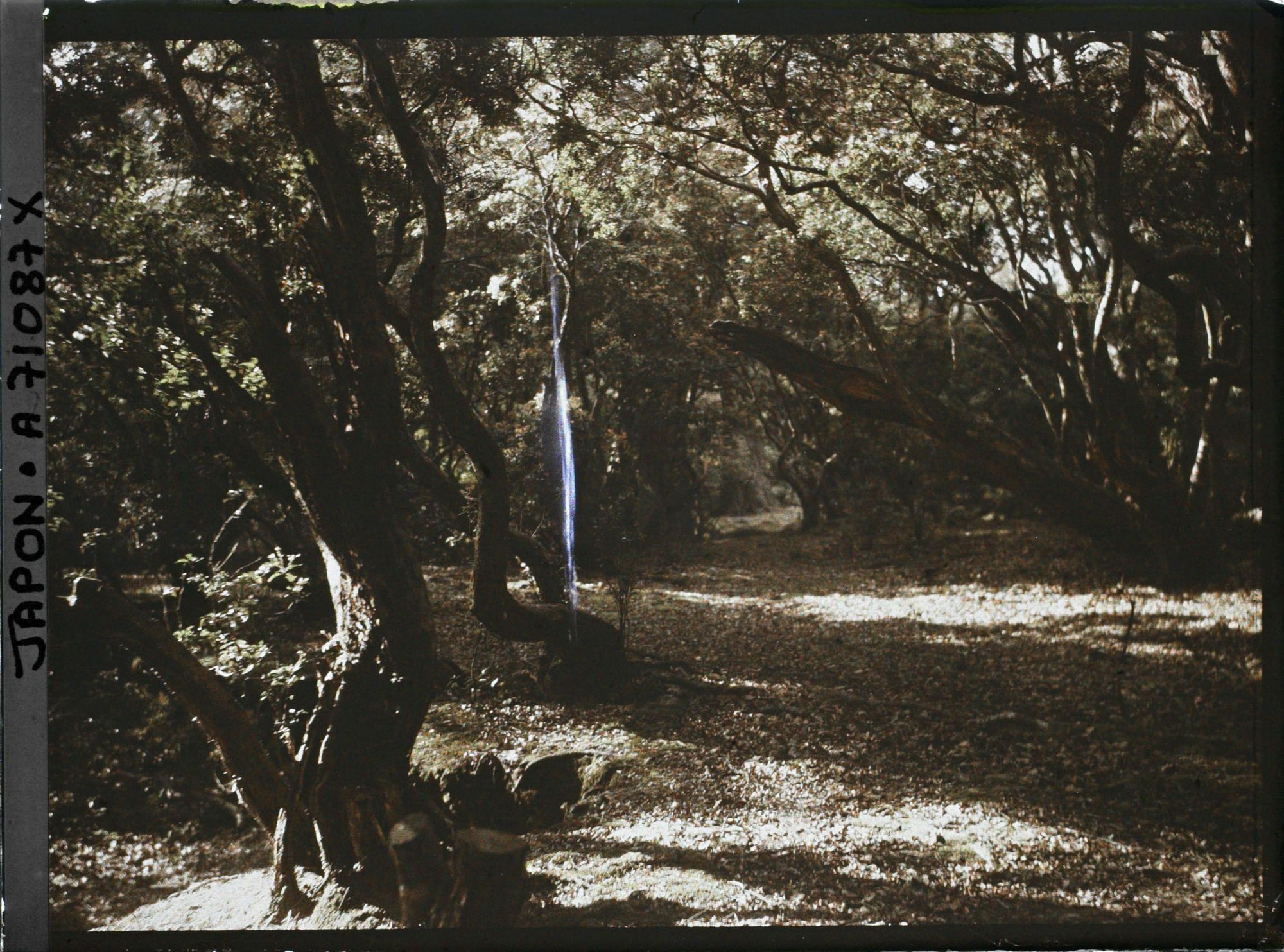 Image représentant sous-bois dans un parc