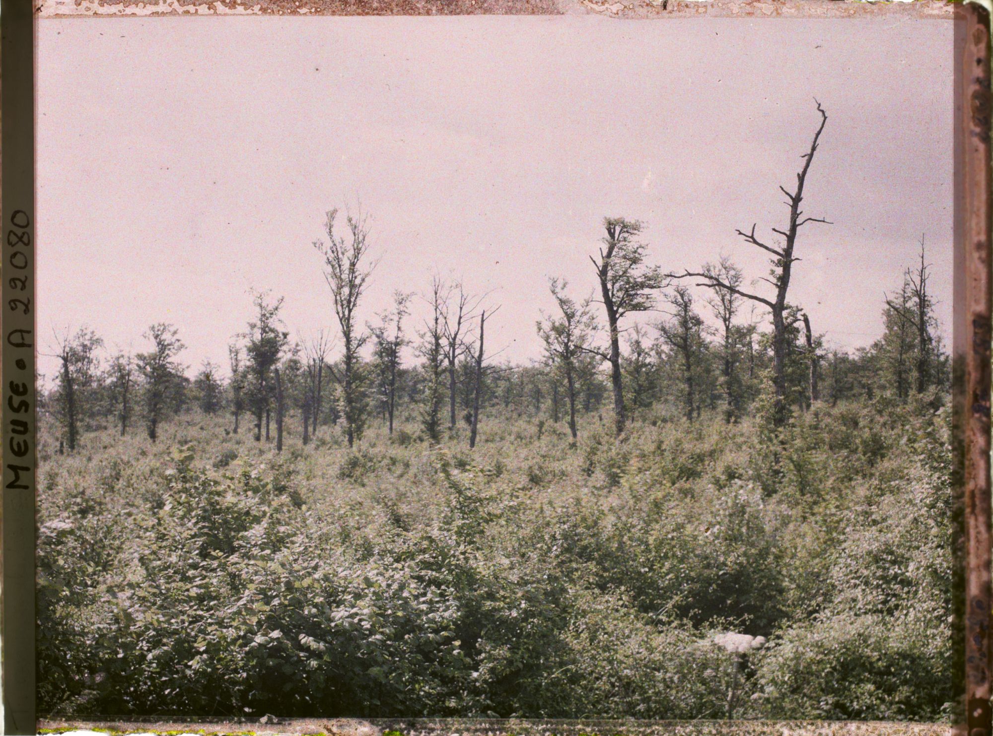 Image représentant France, Tranchées de Calonnes, Les Taillis des Sauls, 1ères lignes françaises
