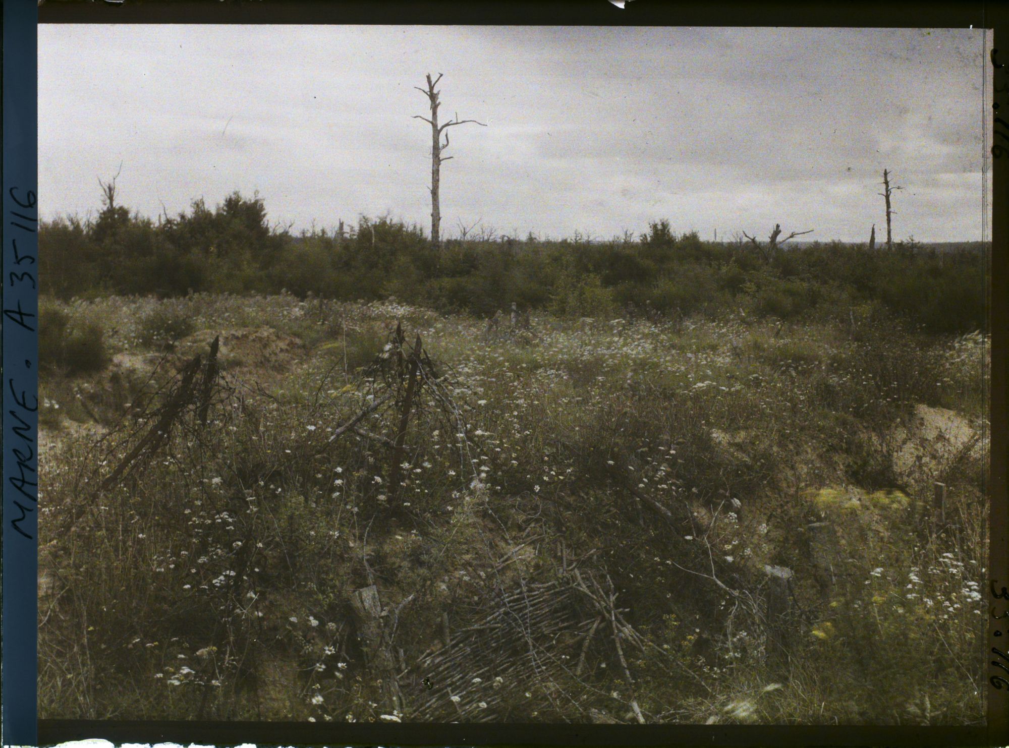 Image représentant France, Binarville (Meuse), Aspect de la lisière Sud du bois de la Gruerie