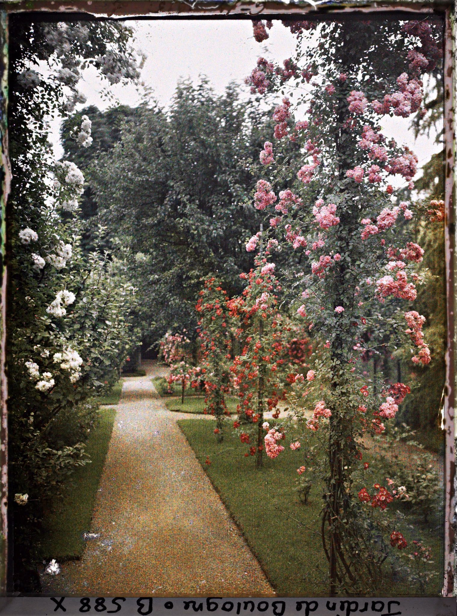 Image représentant Rosiers en fleurs ornant l'allée sud du verger-roseraie, vue en direction du jardin français