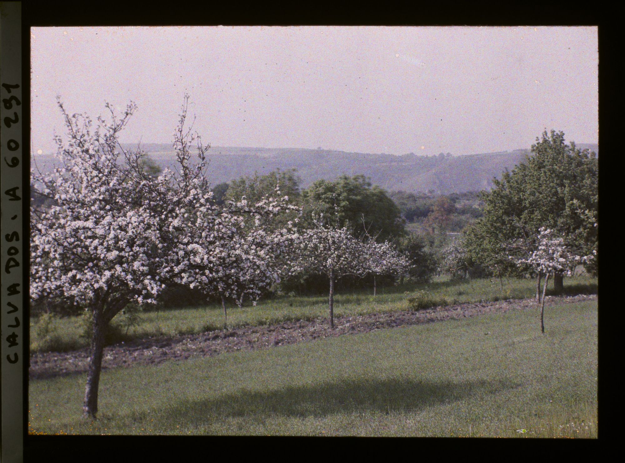 Image représentant Pommiers en fleurs