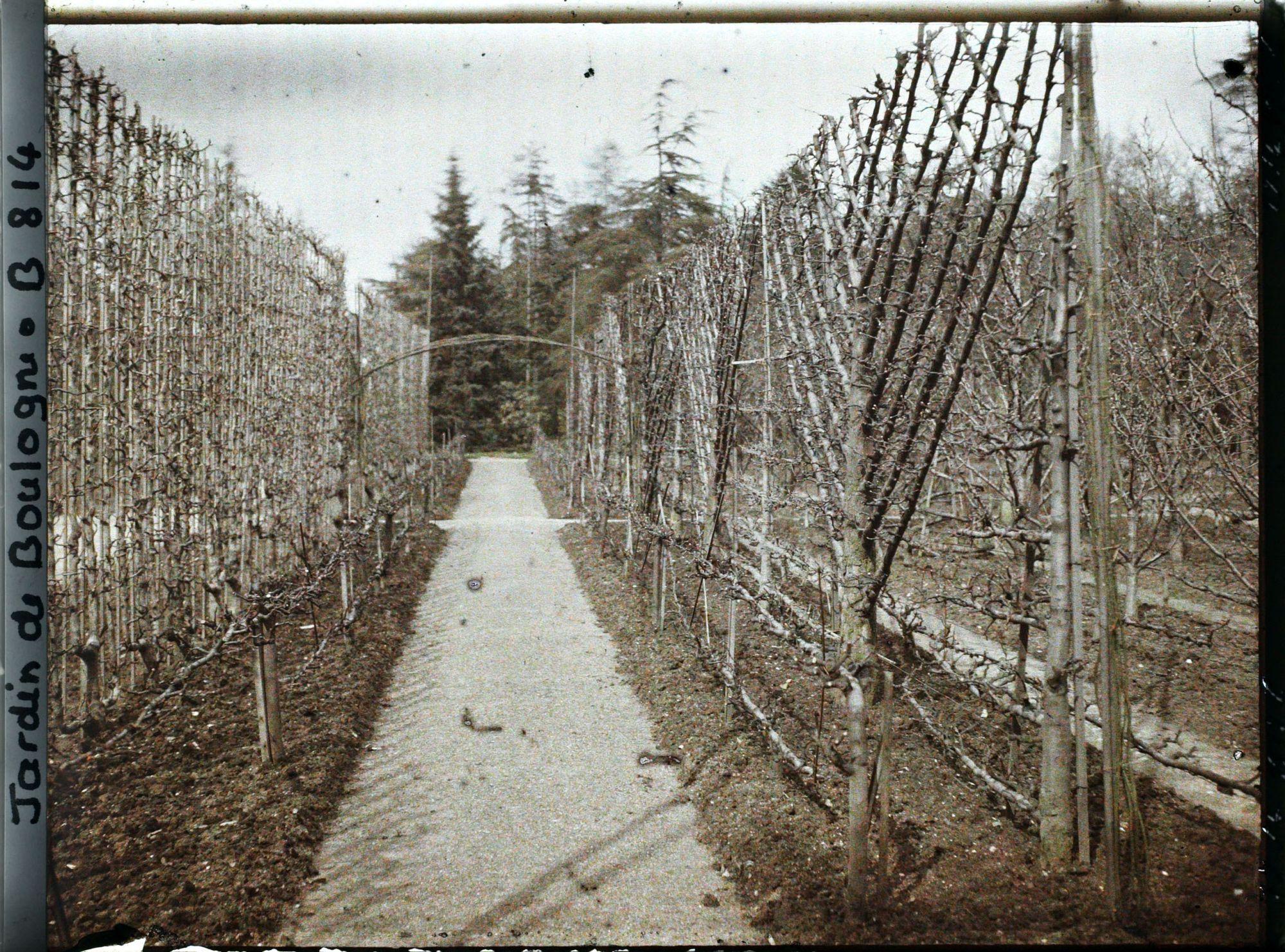 Image représentant Fruitiers palissés au bord d'une allée menant à la forêt bleue, au cœur du verger-roseraie
