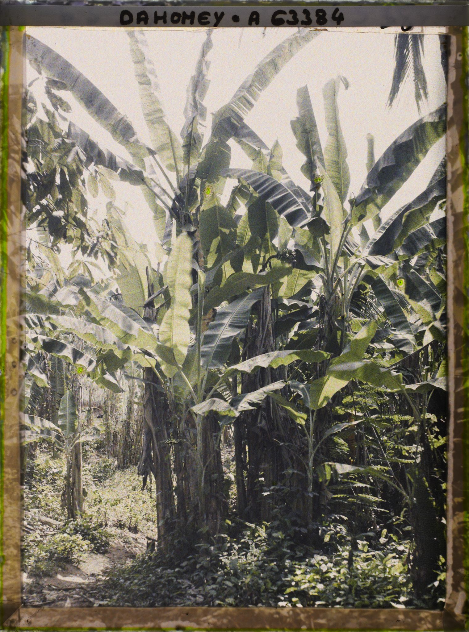 Image représentant Une bananeraie