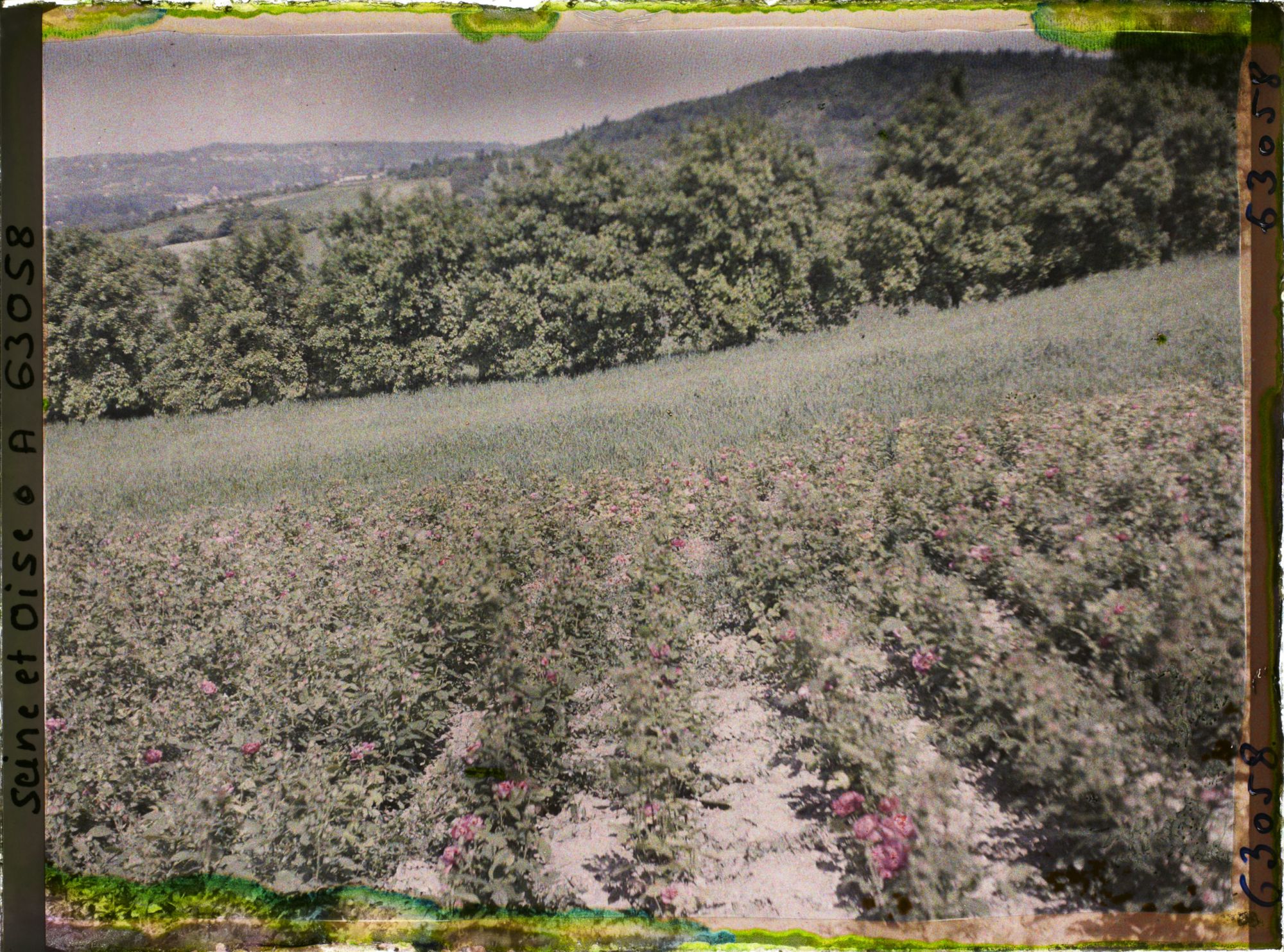 Image représentant Ile de France, Triel, Roses et blé