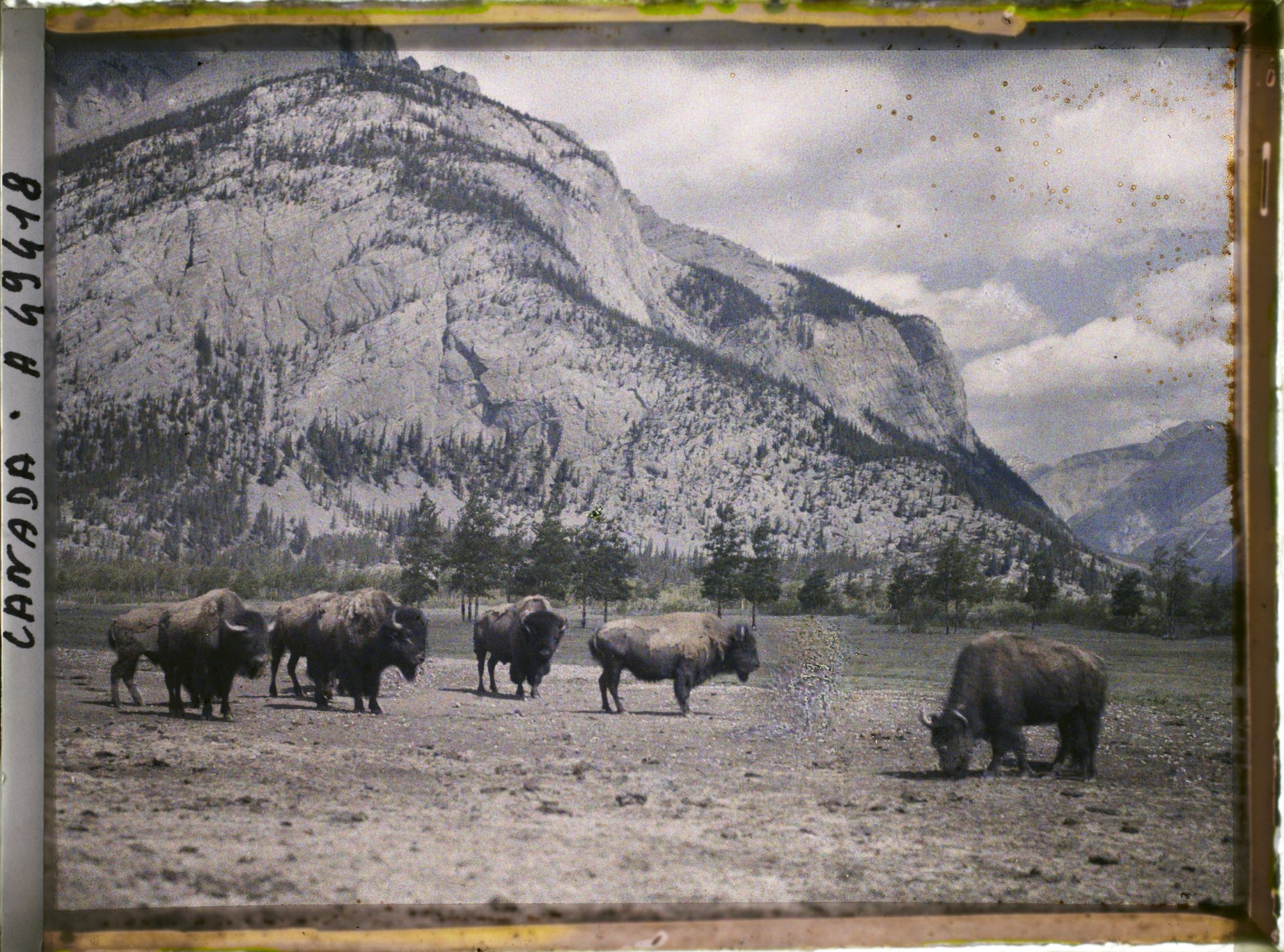 Image représentant Canada, Banff, Troupeau de Bisons