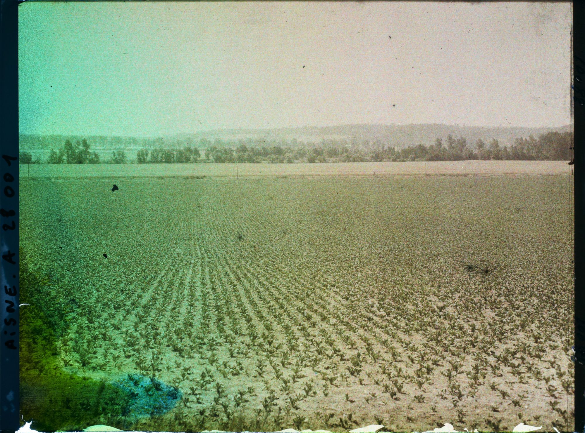 Image représentant France, Pasly, Aspect de la Campagne devant Pasly, Champ de betteraves et Champ de blé