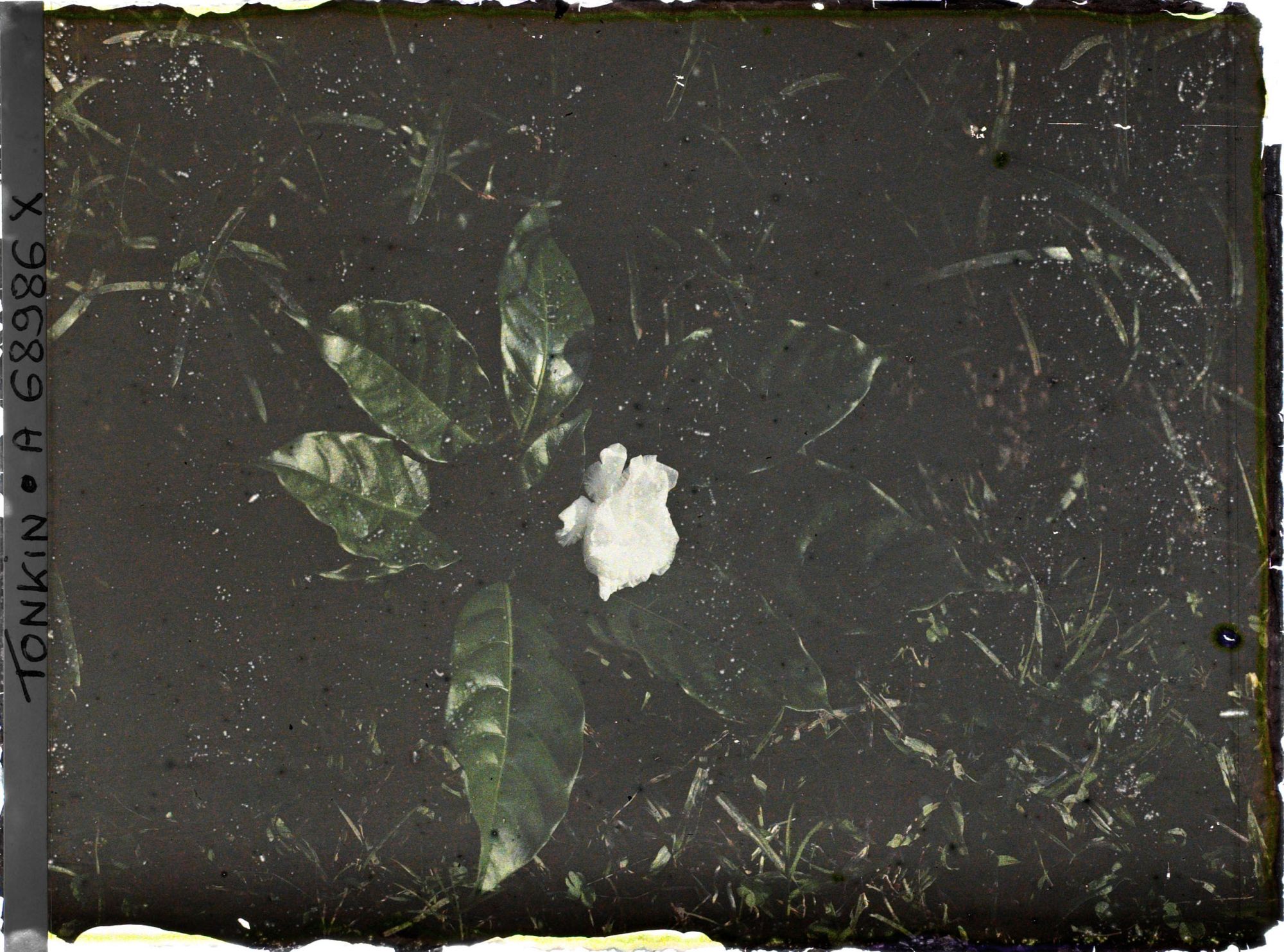 Image représentant Fleur et feuille de gardenia