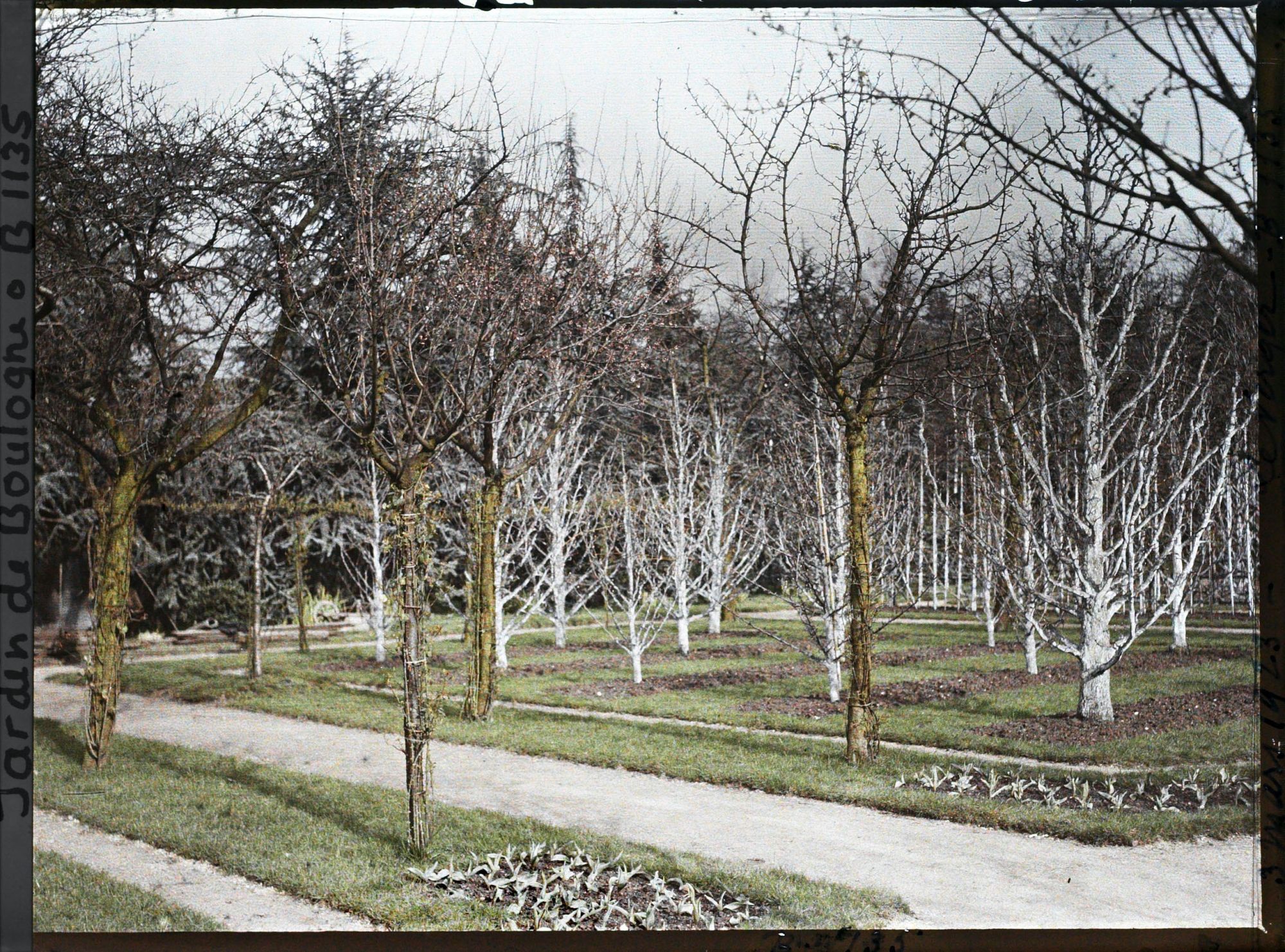 Image représentant Partie du verger-roseraie proche de la dépendance, traversée par une allée menant à la forêt bleue