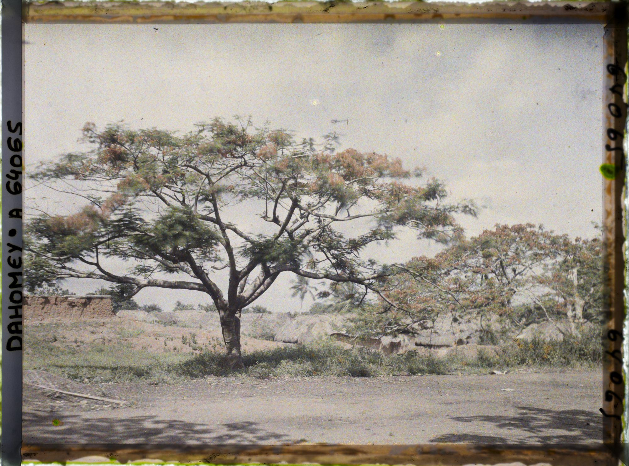 Image représentant Des flamboyants en fleurs le long d'une route