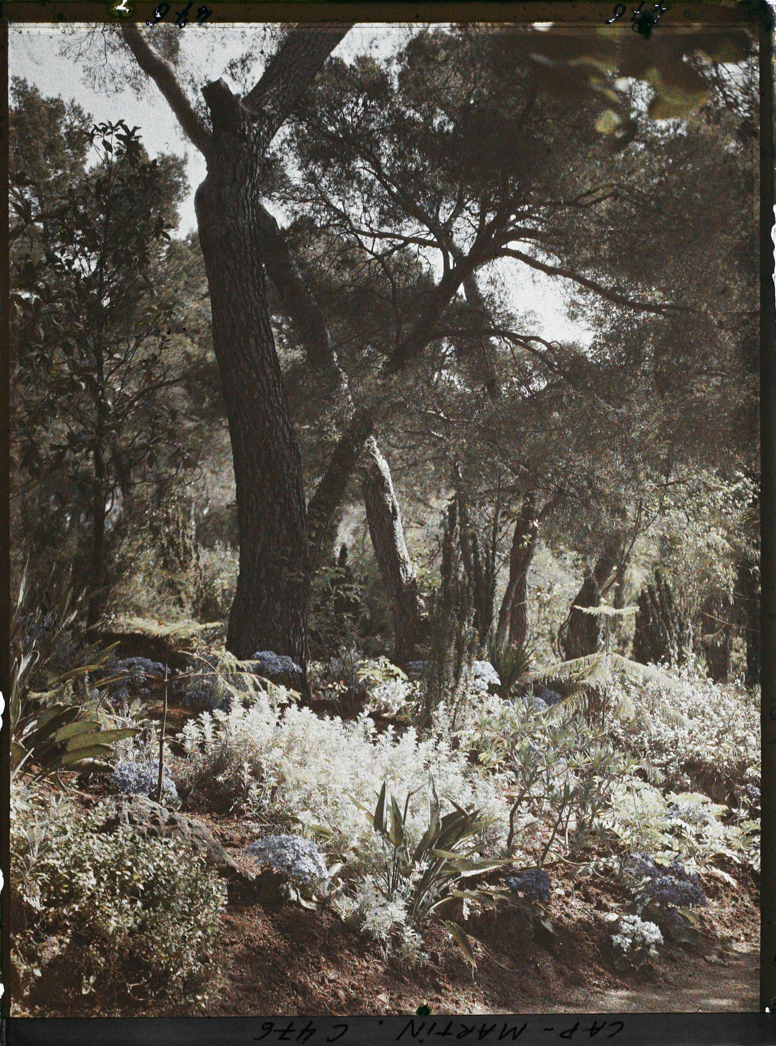 Image représentant Cap Martin Le Jardin