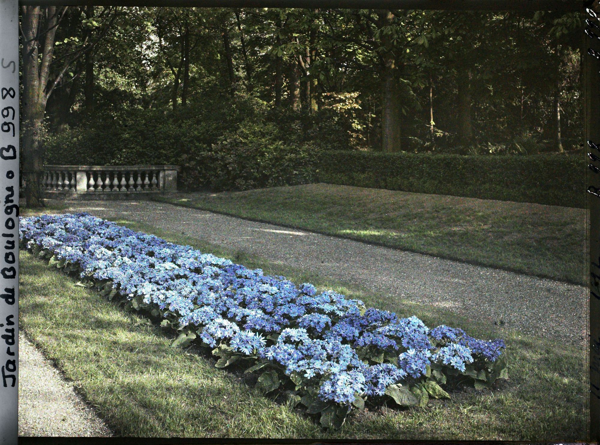 Image représentant Fragment de parterre au sud-est du jardin français