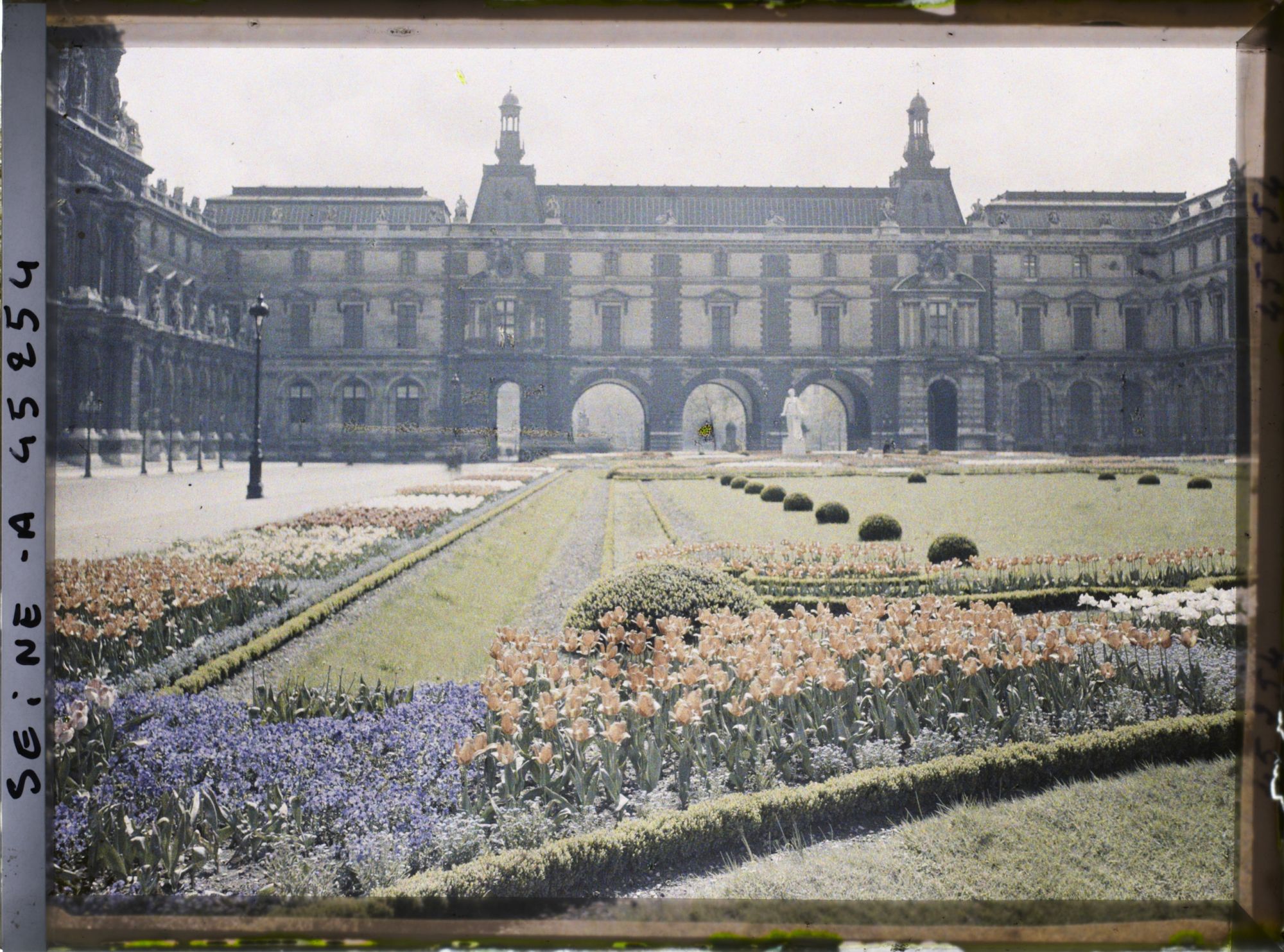 Image représentant Les tulipes au jardin des Tuileries