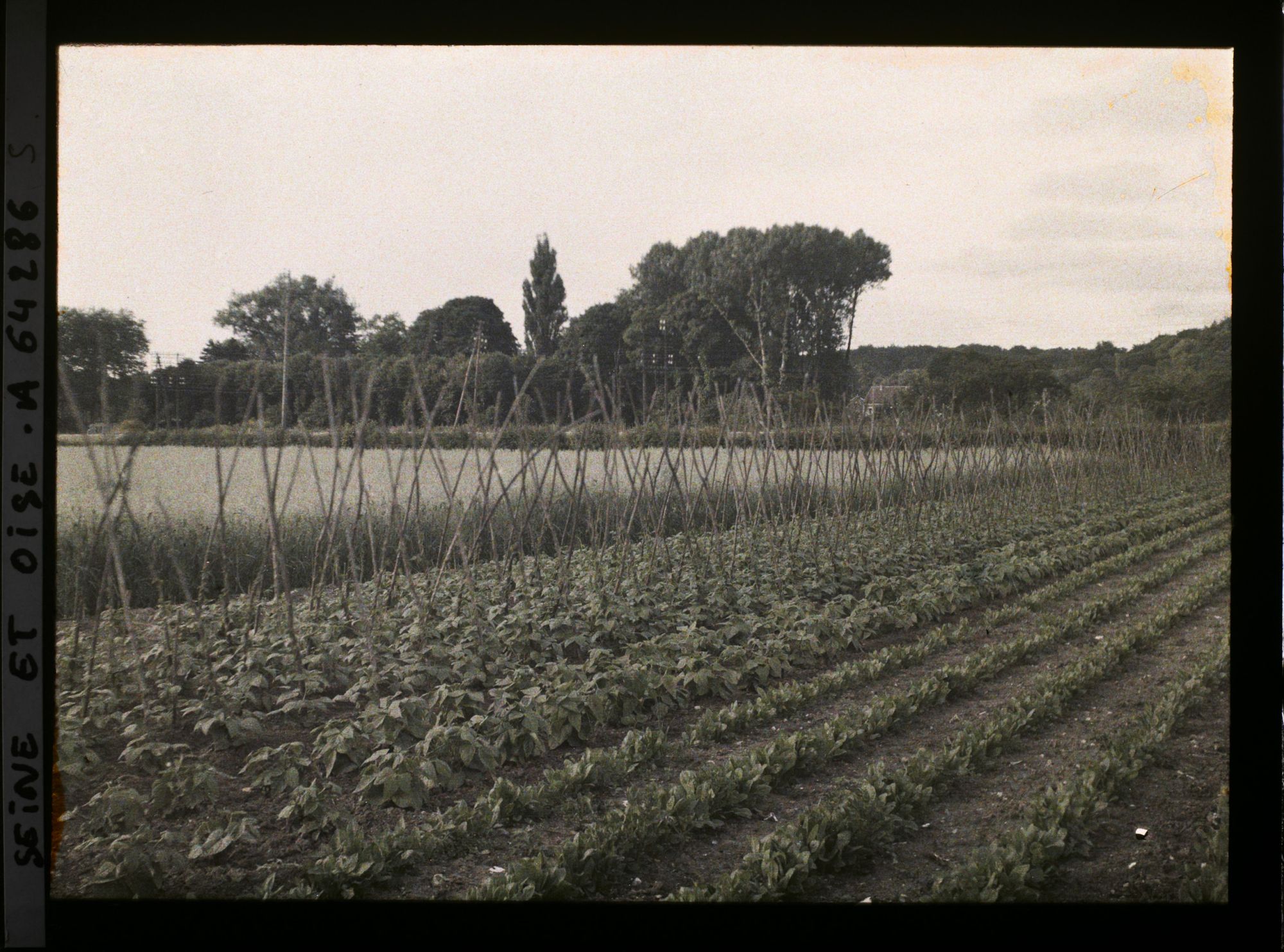 Image représentant Ile de France, Presles, Légumes et Céréales