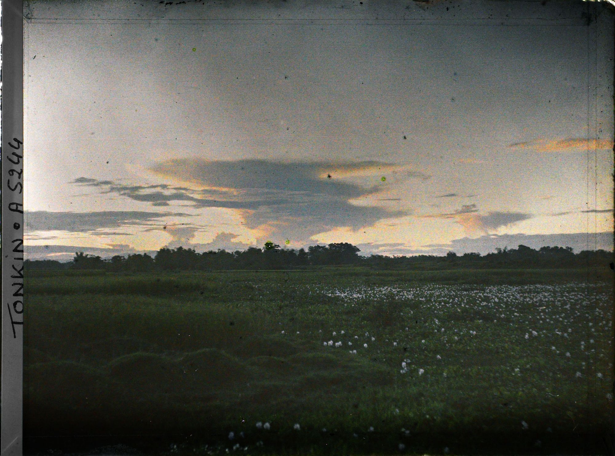 Image représentant Un coucher de soleil sur les rizières