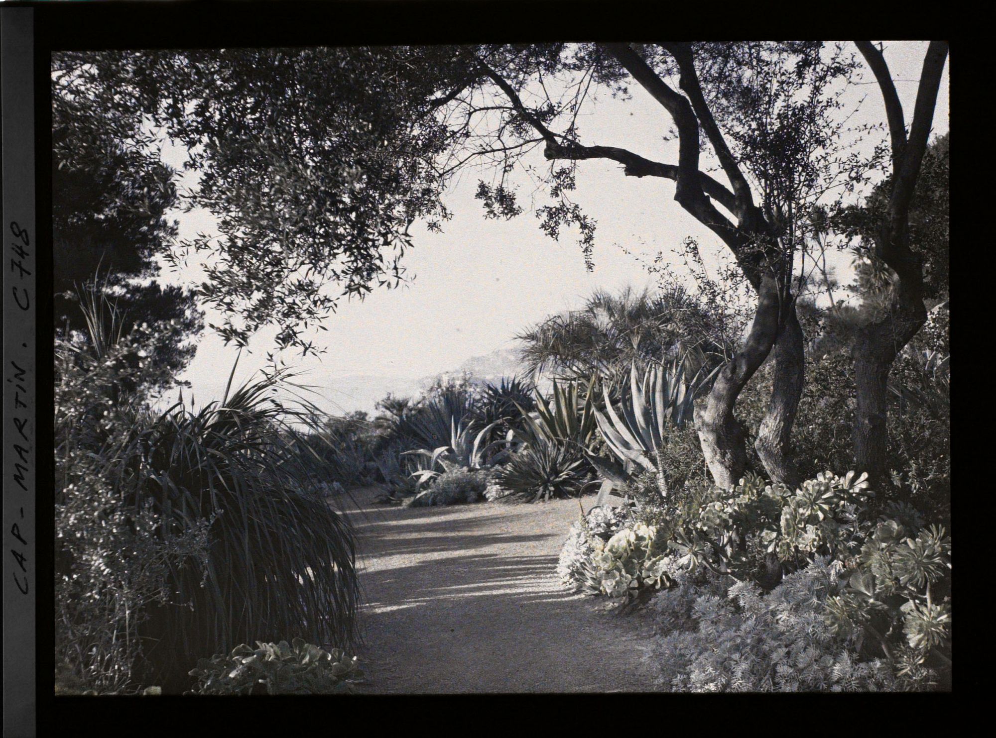 Image représentant Une allée de plantes exotiques