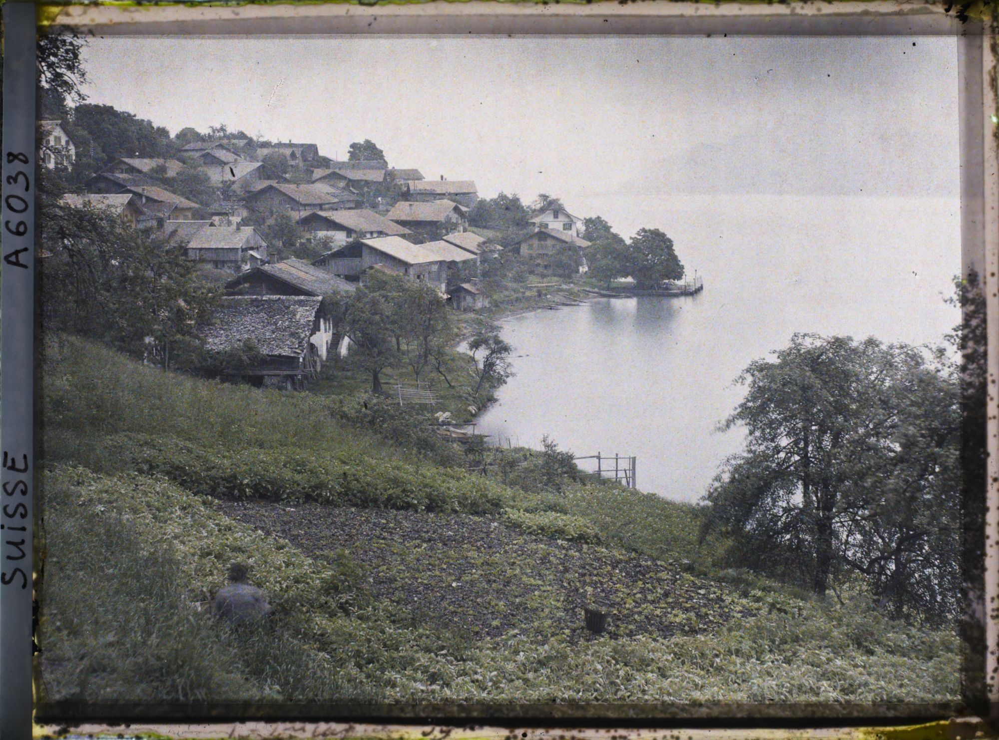 Image représentant Panorama sur la lac de Brienz et du village d'Oberried