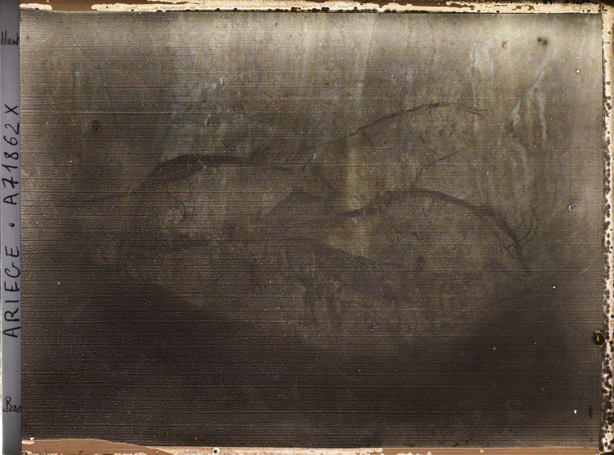 Image représentant Grotte de Niaux : les bisons