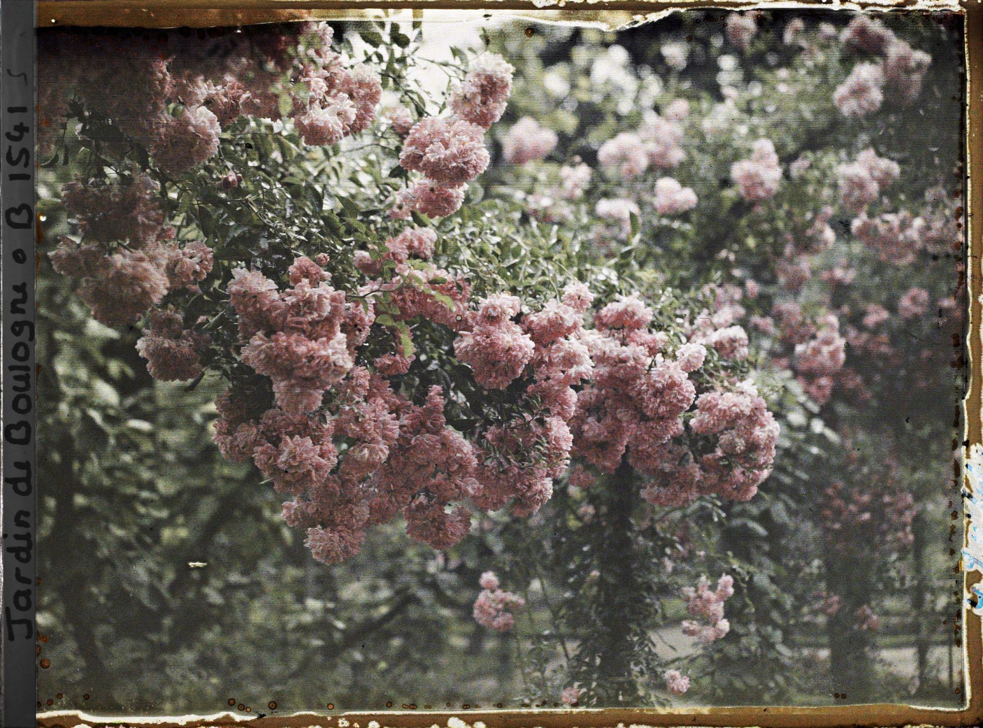 Image représentant Inflorescence de roses ornant le rond-point du verger-roseraie, non loin du jardin français