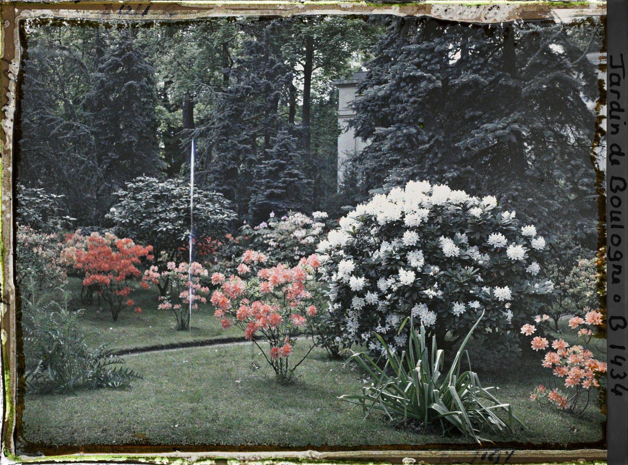 Image représentant Azalées et rhododendrons