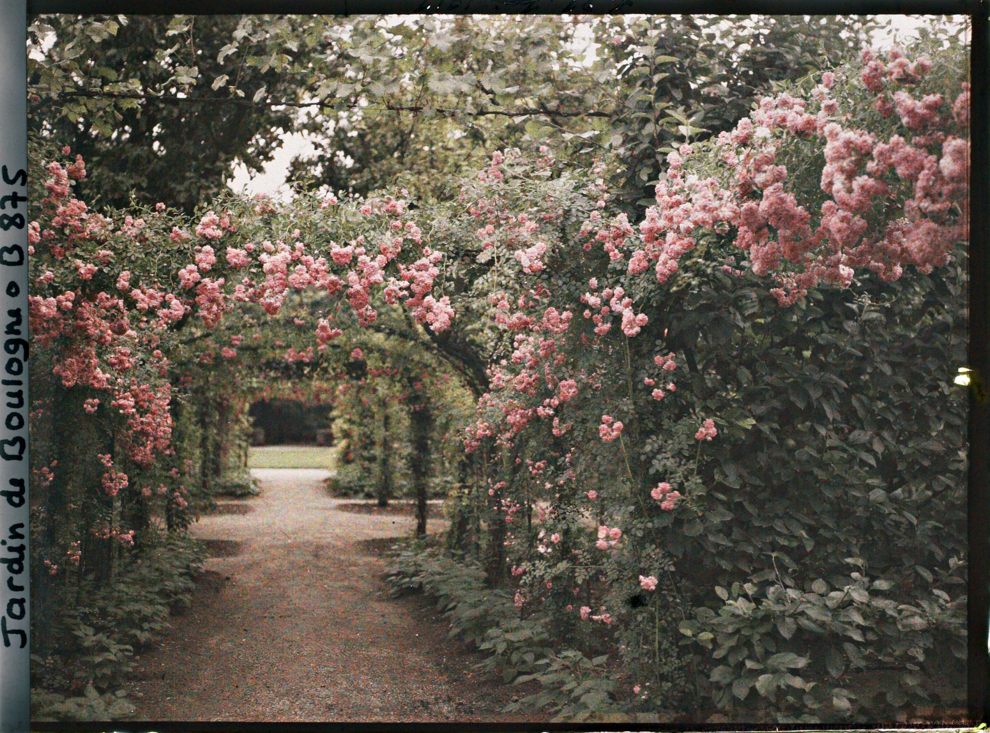 Image représentant Axe central du verger-roseraie bordé de légumes, vu vers l'est, à l'approche du jardin français
