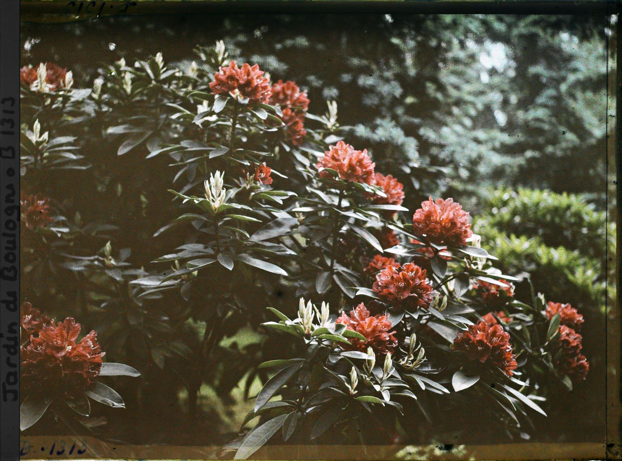 Image représentant Rhododendrons