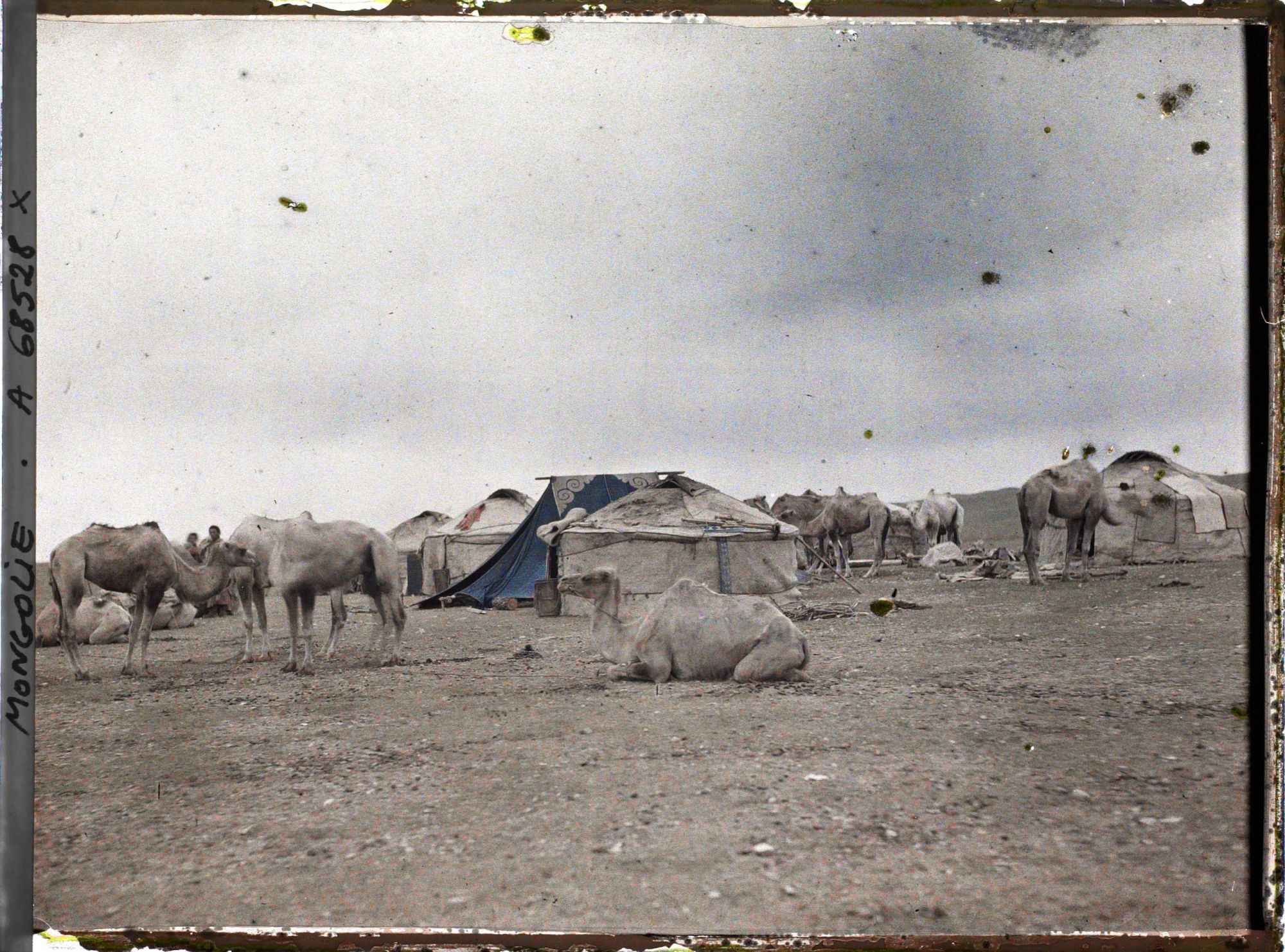 Image représentant Les chameaux d'une caravane