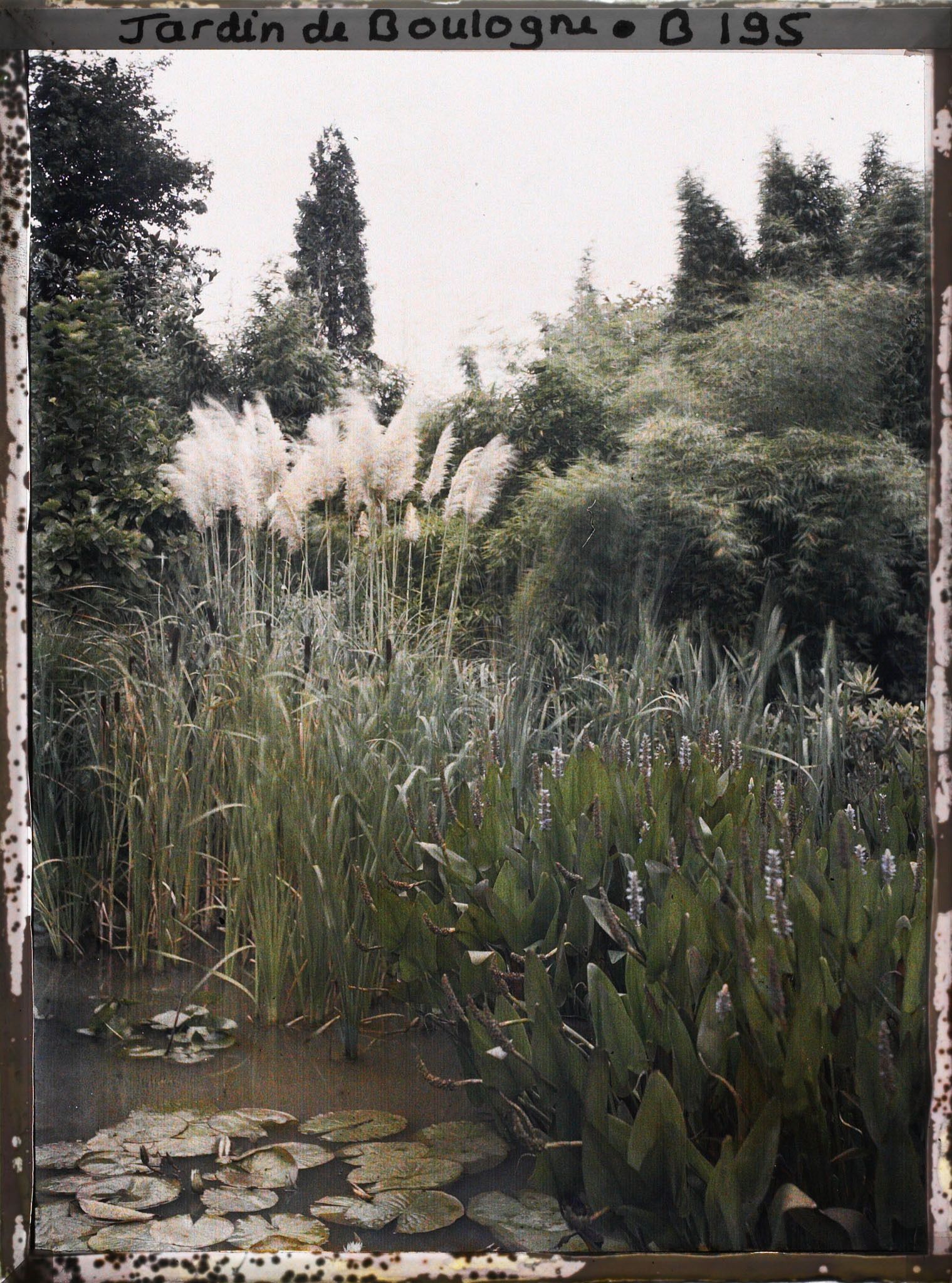 Image représentant Herbe de la Pampa, massettes et sagittaires entourés d'un rideau de bambous dans le marais