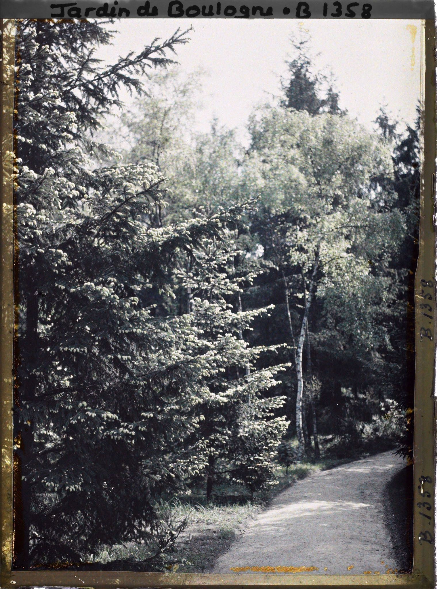Image représentant La forêt dorée
