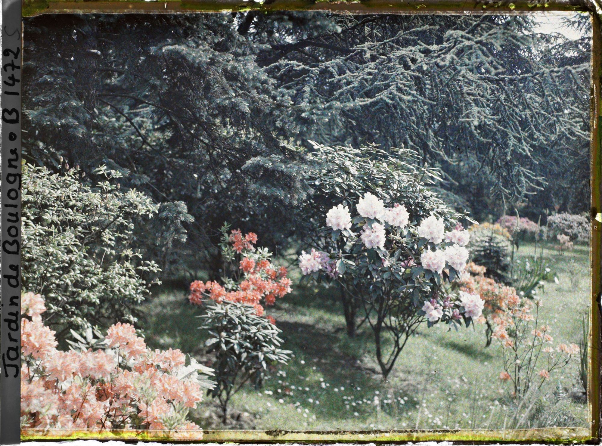 Image représentant Azalées et rhodos près de la forêt bleue
