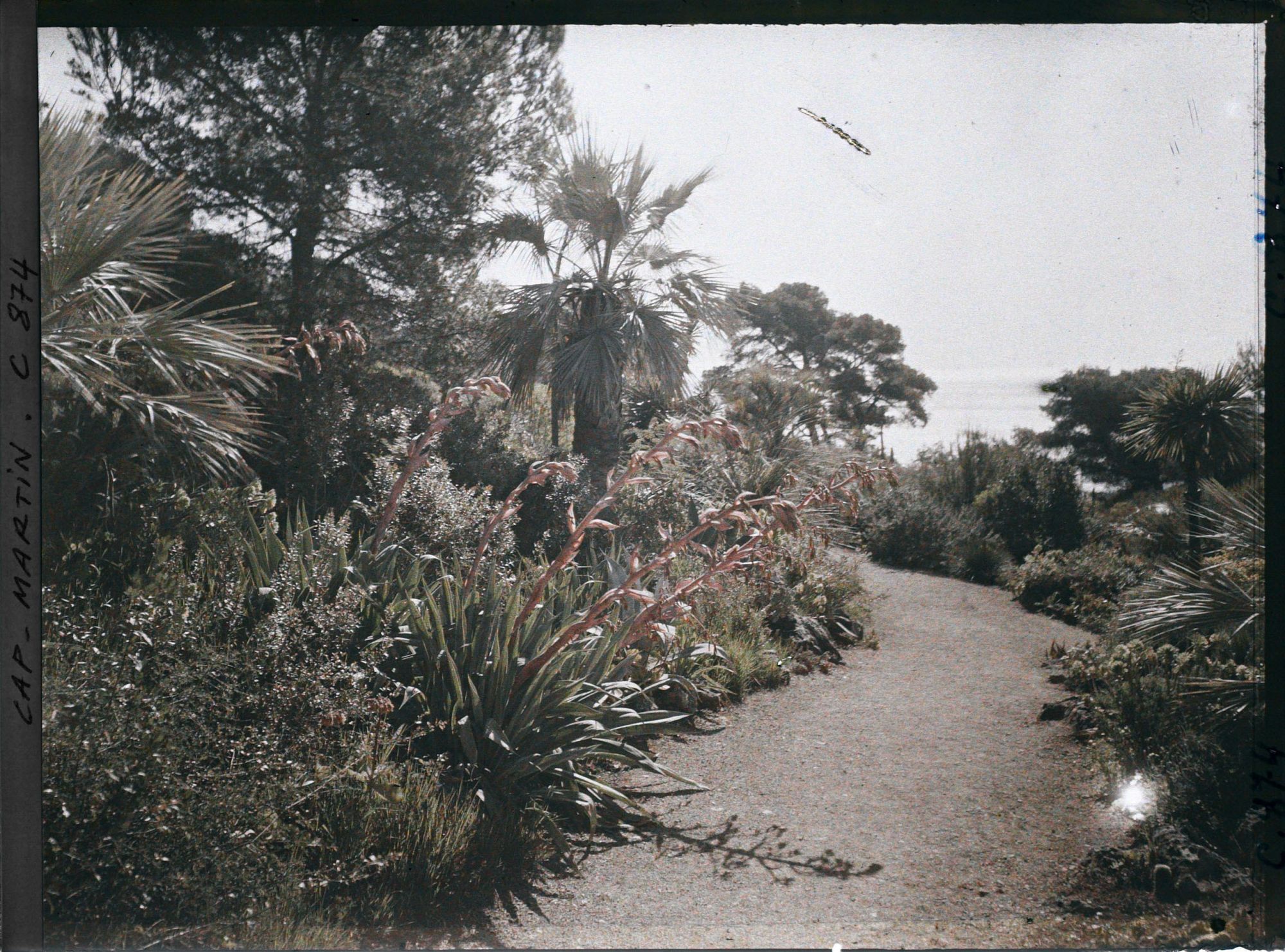Image représentant Une allée de plantes donnant sur la mer