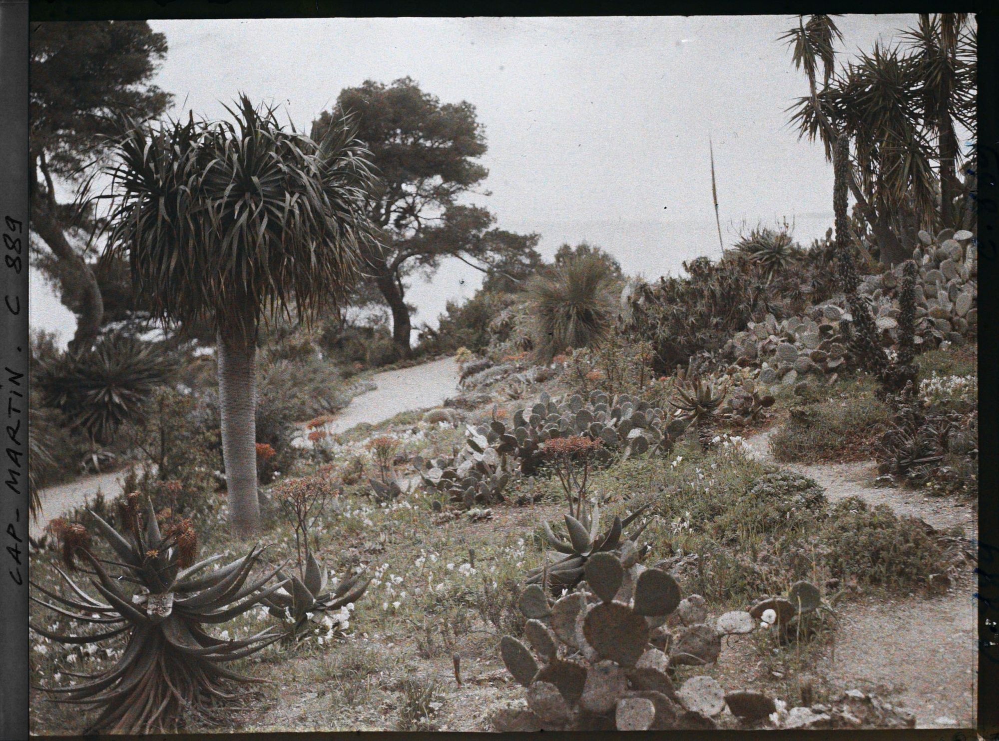 Image représentant Jardin, vue vers la mer