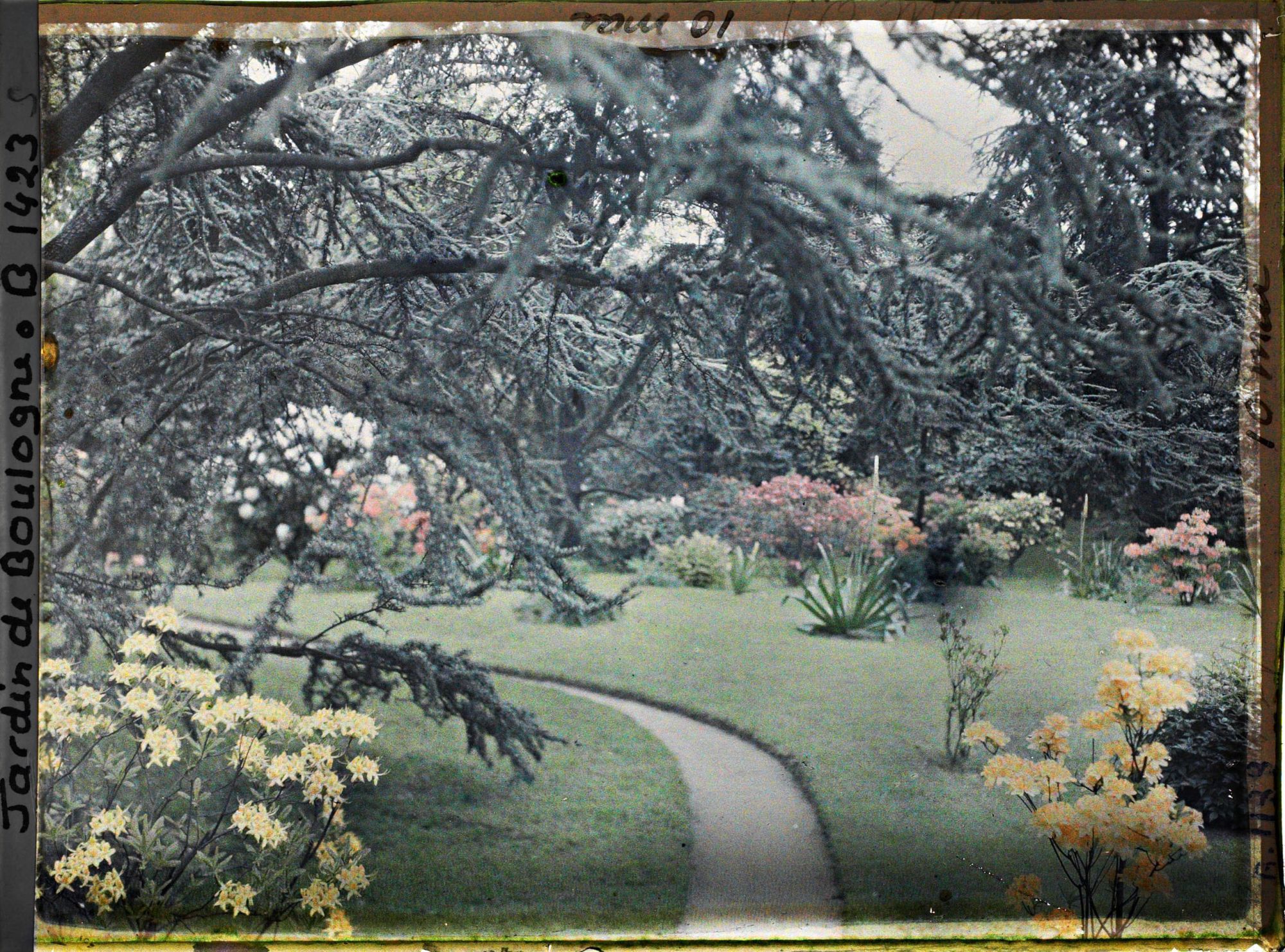 Image représentant Branches de cèdre surplombant le chemin qui mène à l'ouest du marais, fleuri d'arbustes colorés