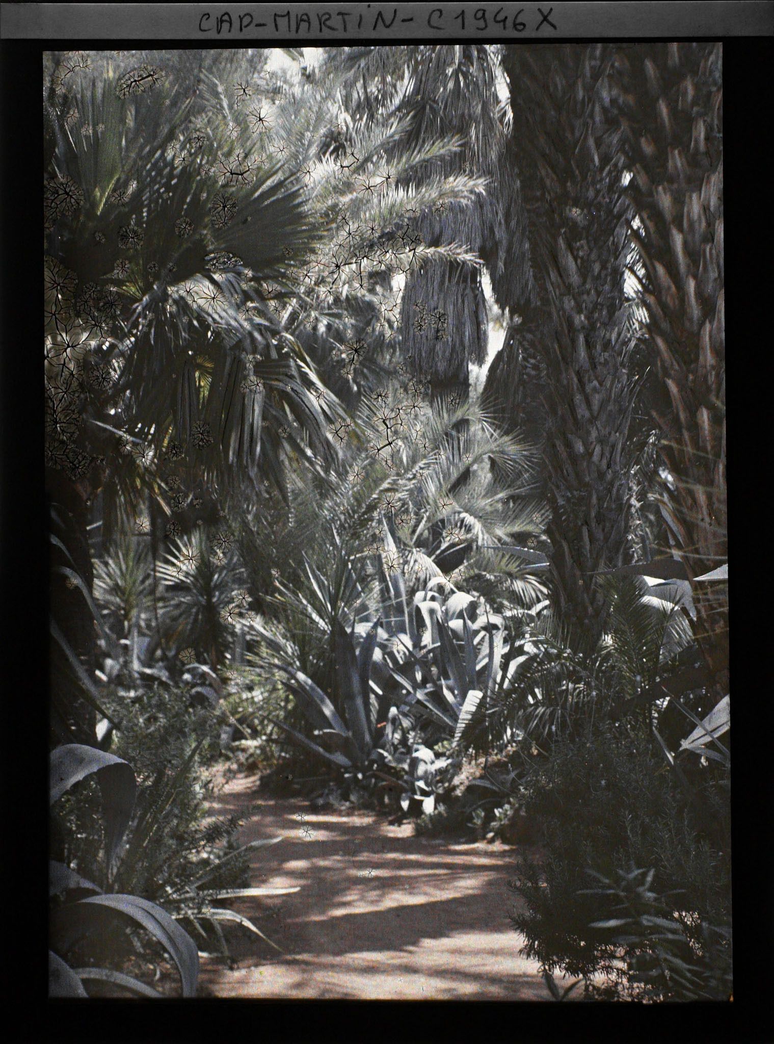 Image représentant Allée sinueuse bordée de divers palmiers et plantes exotiques, formant un sous-bois d'ambiance tropicale, vue prise à 12 h