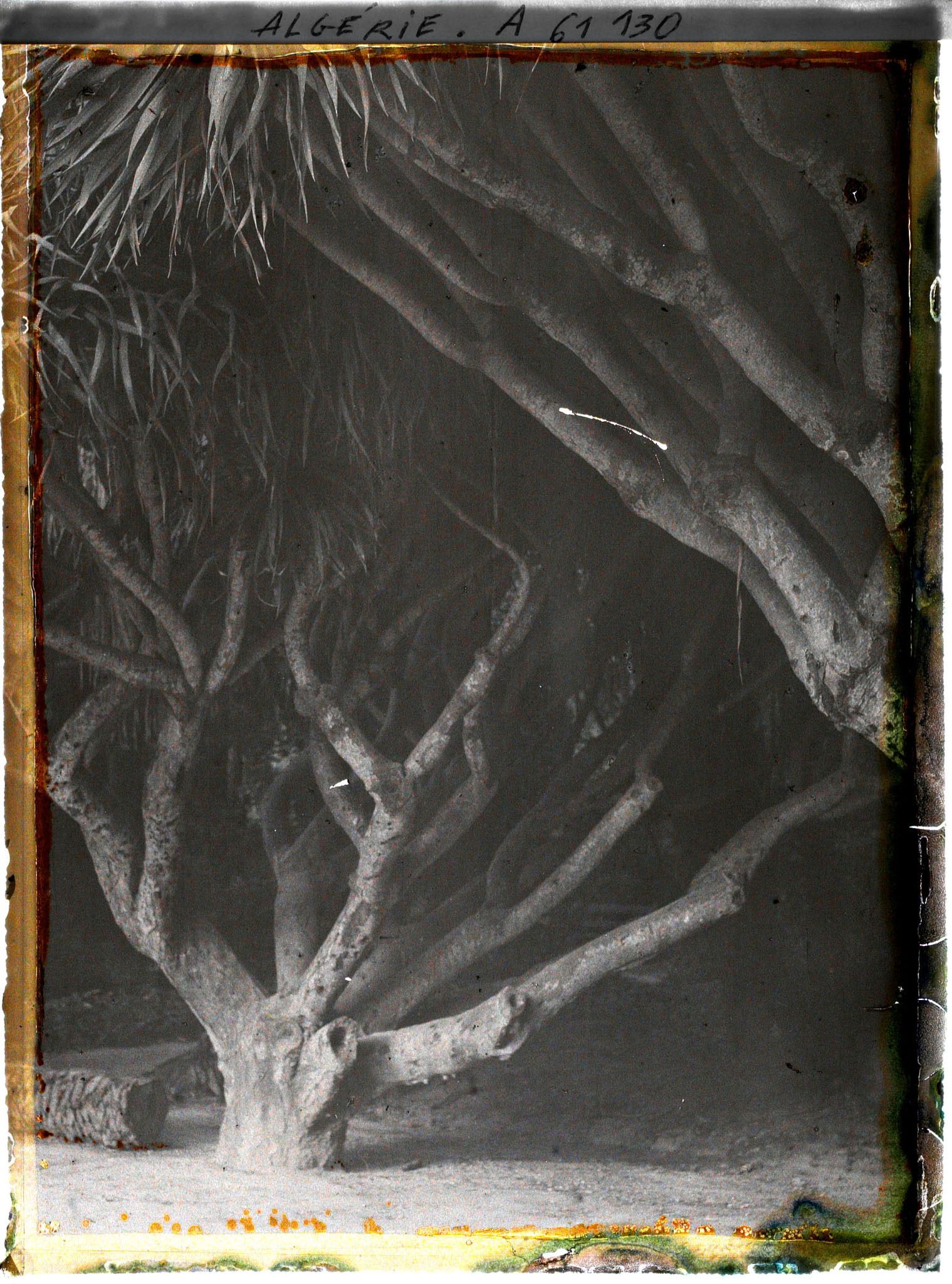 Image représentant Dacénas dans le jardin d'Essais