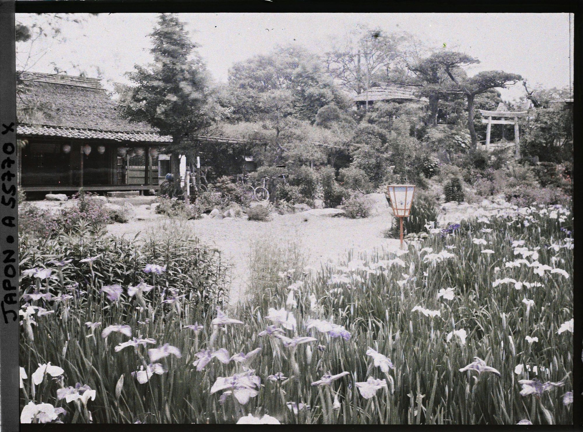 Image représentant Jardin d'iris de Horikiri