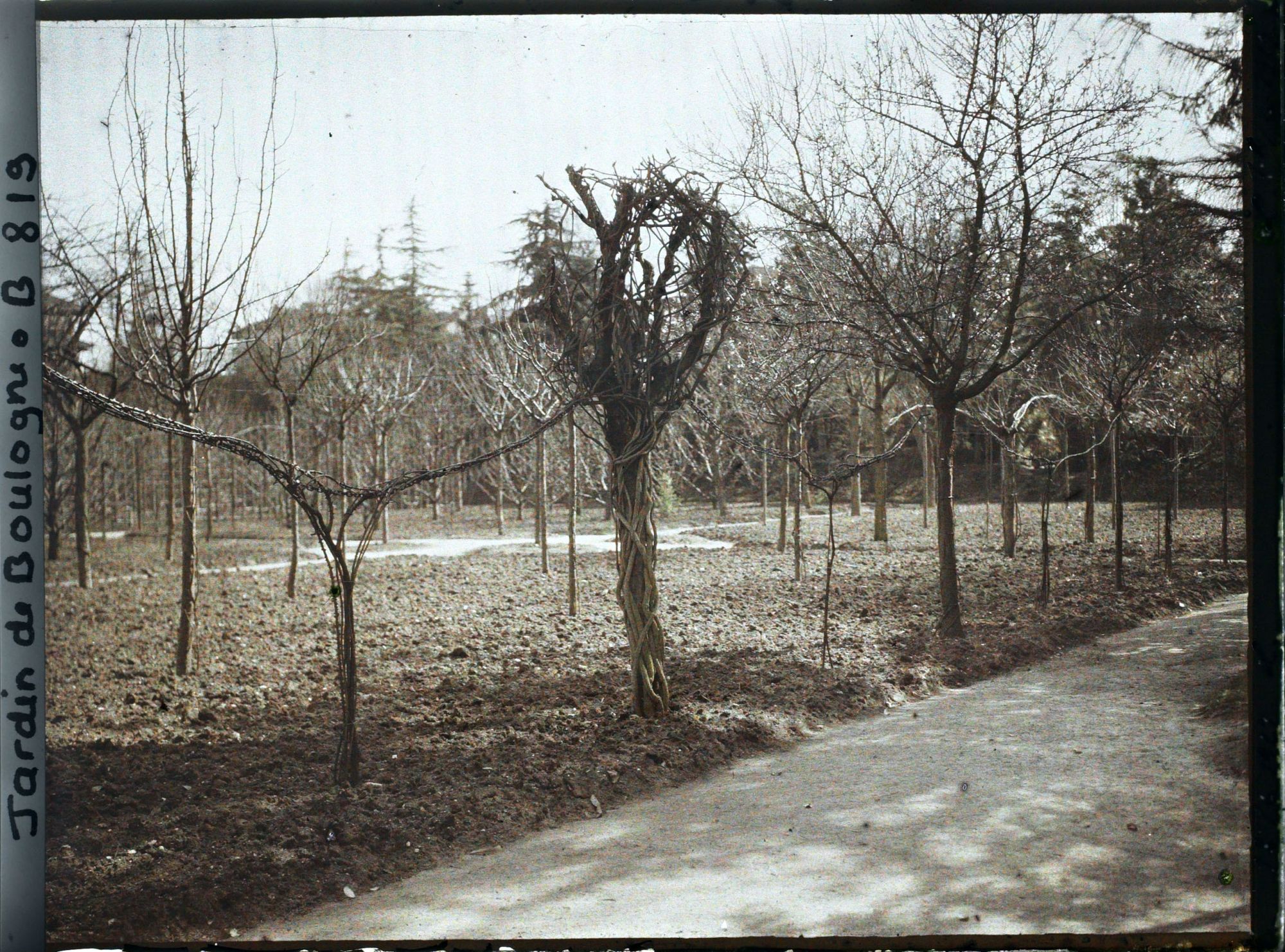 Image représentant Partie ouest du verger-roseraie labourée, vue près de la dépendance, en direction du jardin japonais
