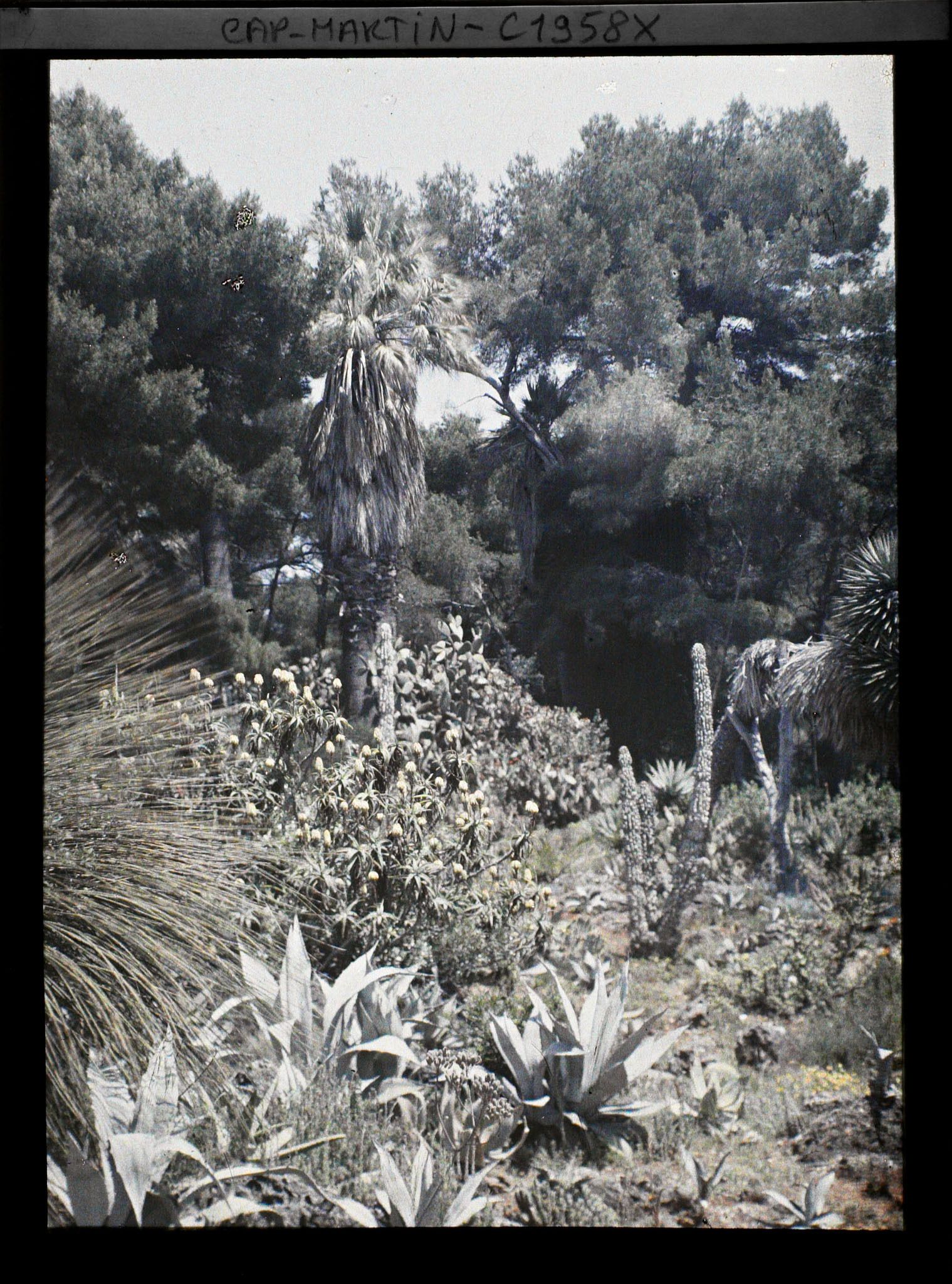 Image représentant Dasylirion, aloès buissonnant en fleurs et cactus, au pied d'un palmier en lisière de pinède, vue prise à 10 h