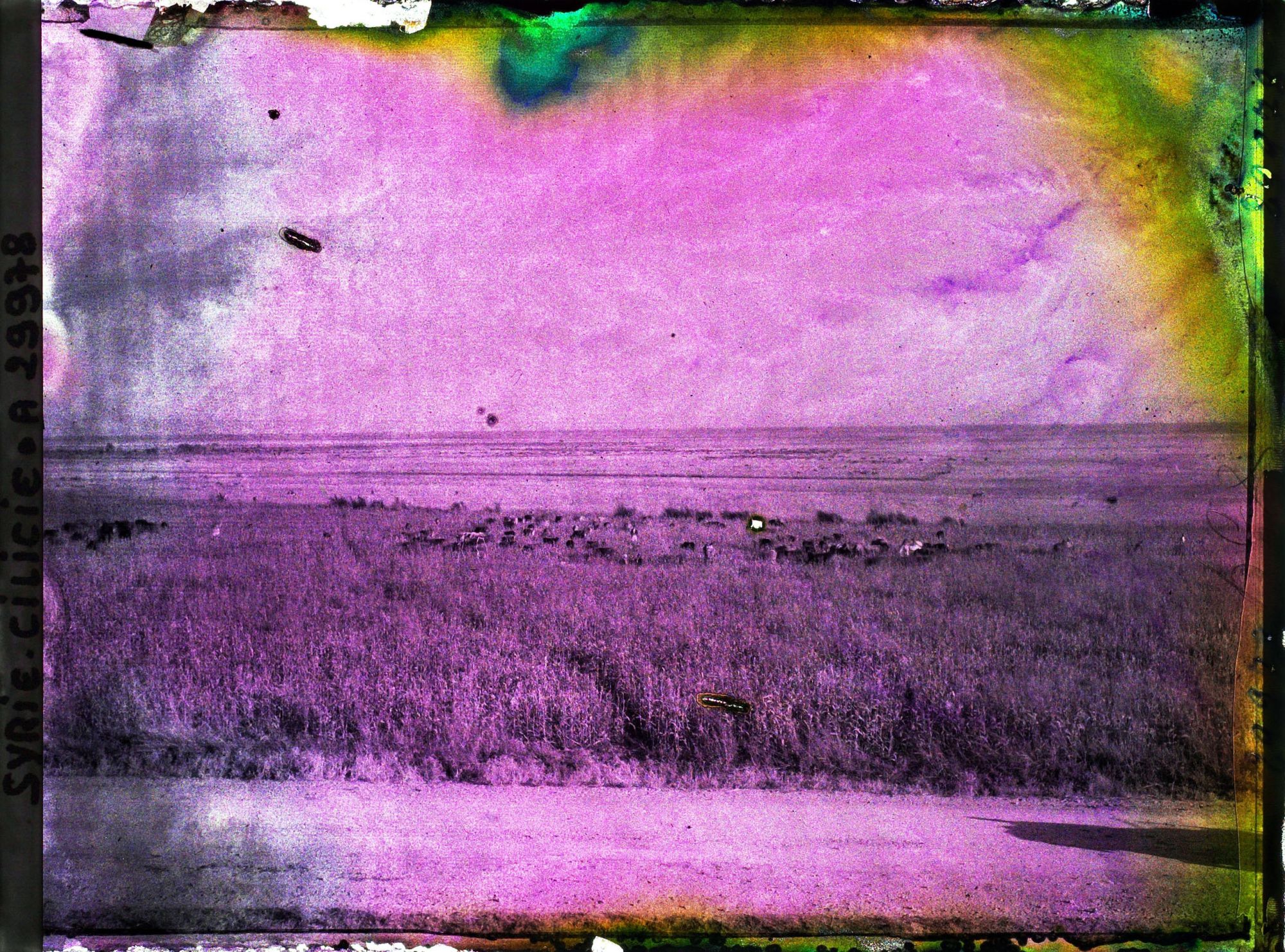 Image représentant Troupeau dans une plaine