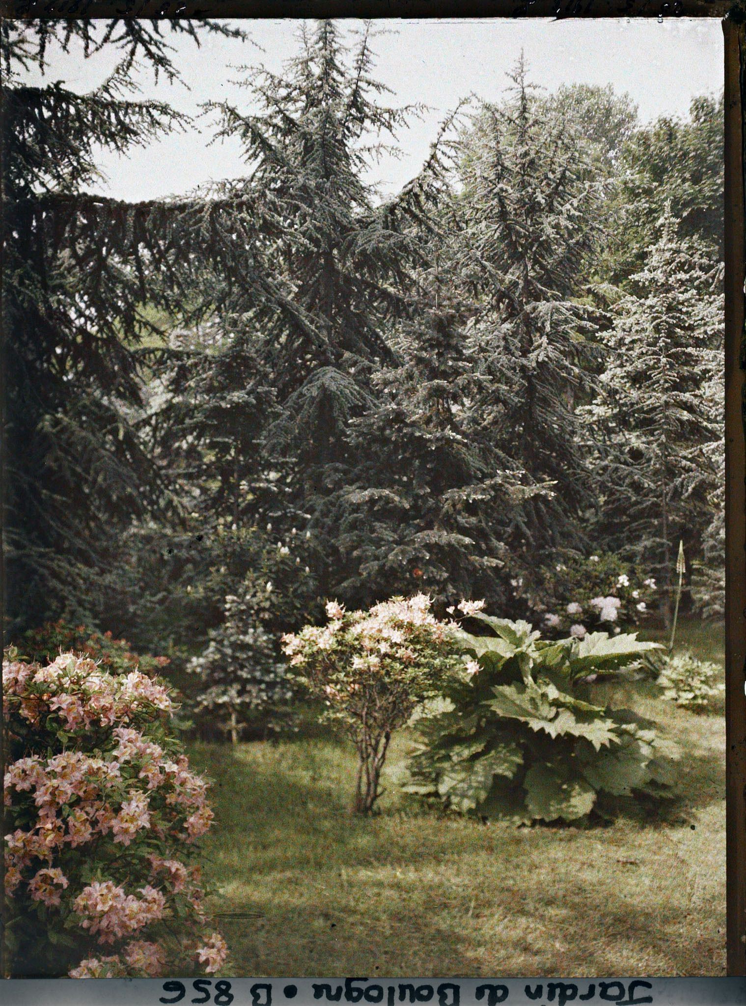 Image représentant Azalées près de la forêt bleue