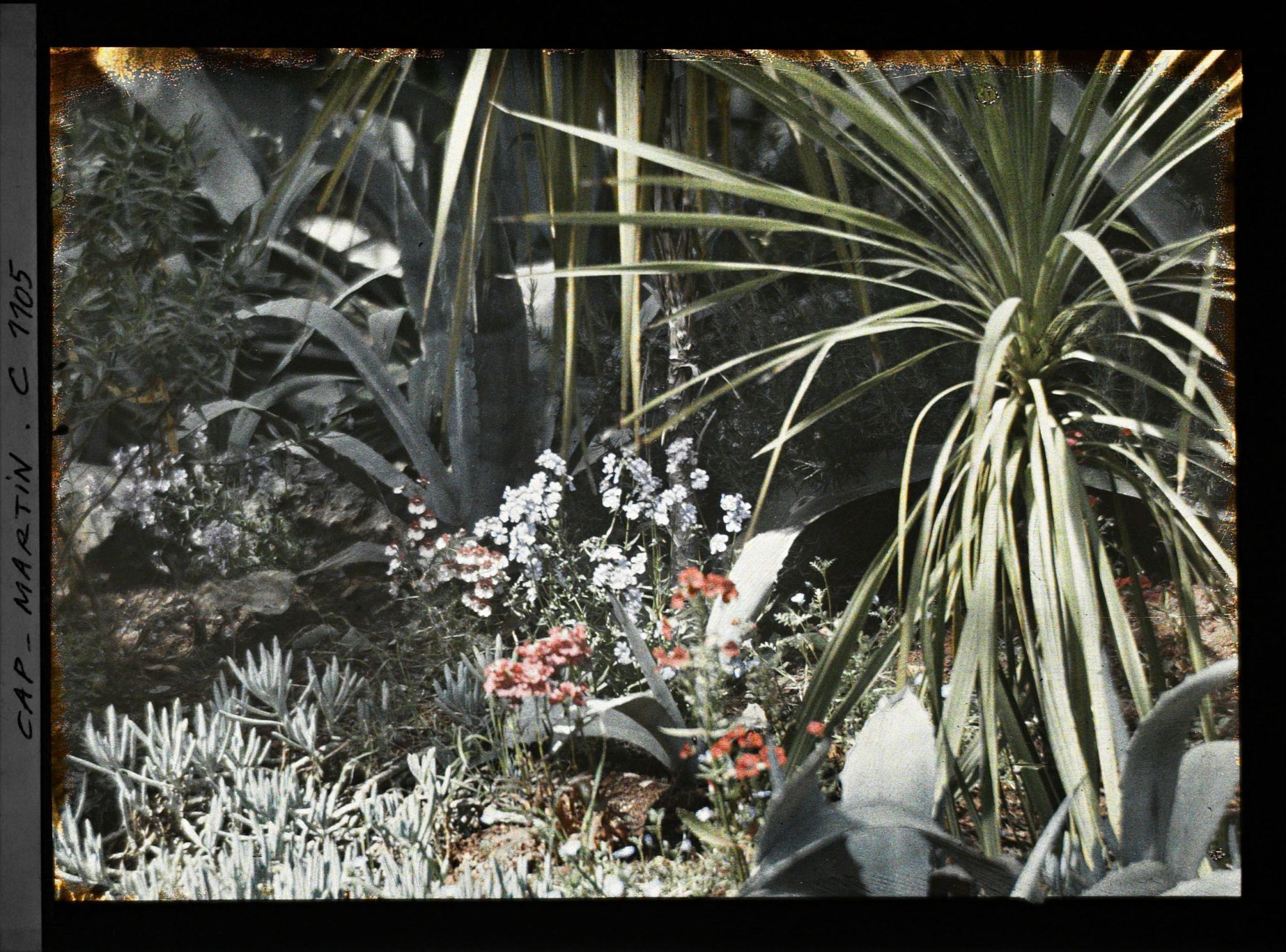 Image représentant le Jardin