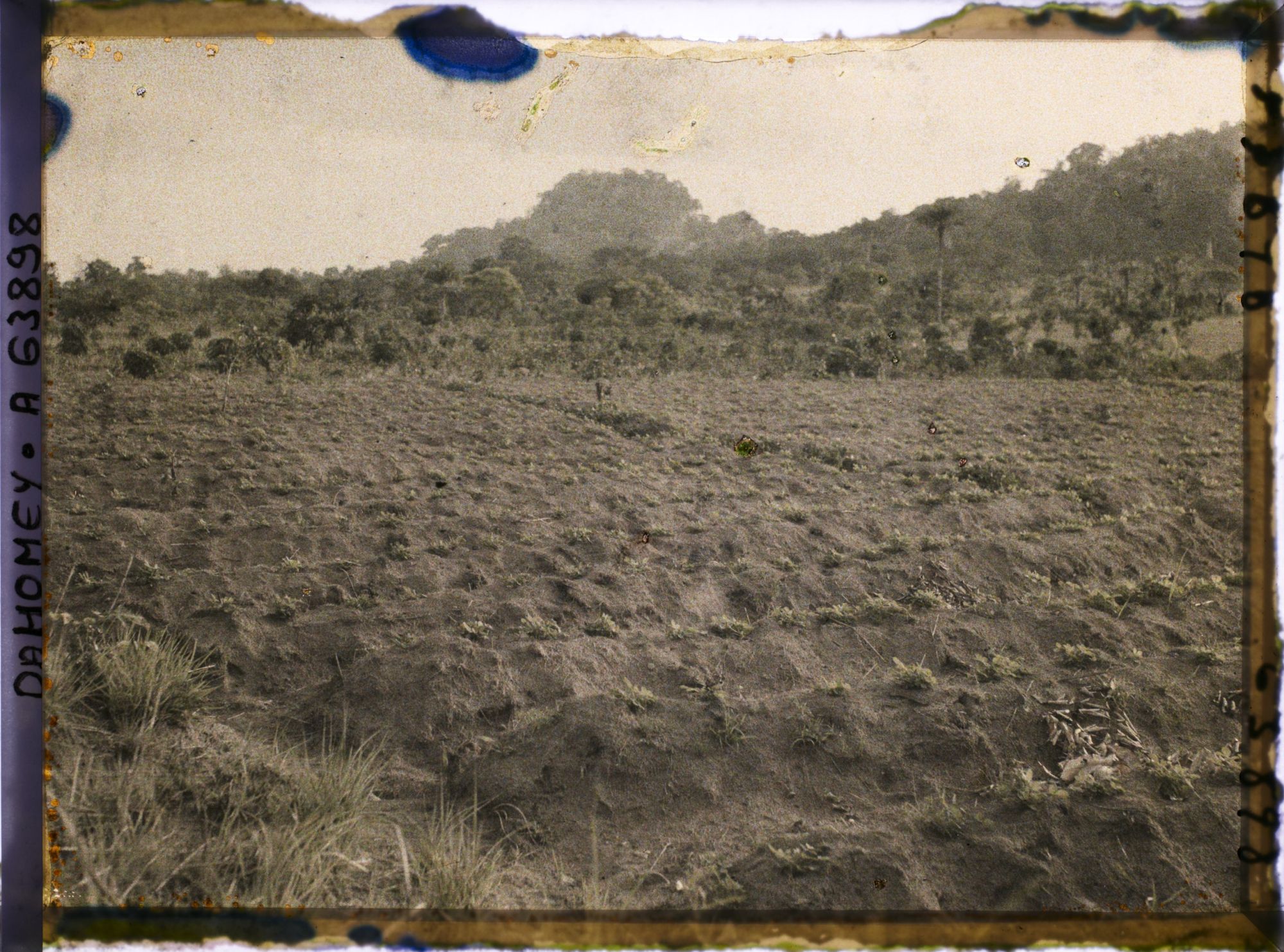 Image représentant Culture de l'arachide