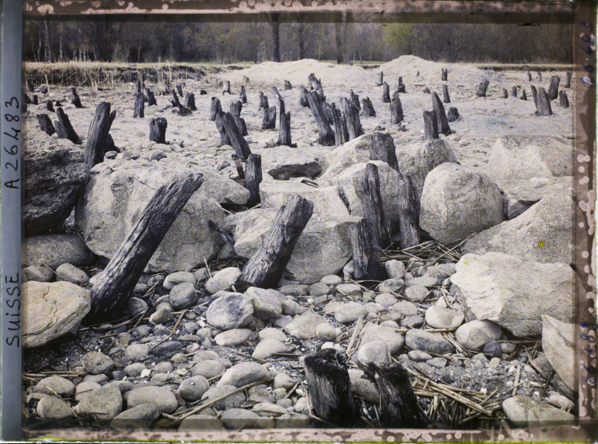 Image représentant Site palafittique préhistorique des Alpes, pieux en bois visibles lors de la baisse des eaux après la grande sécheresse de 1921