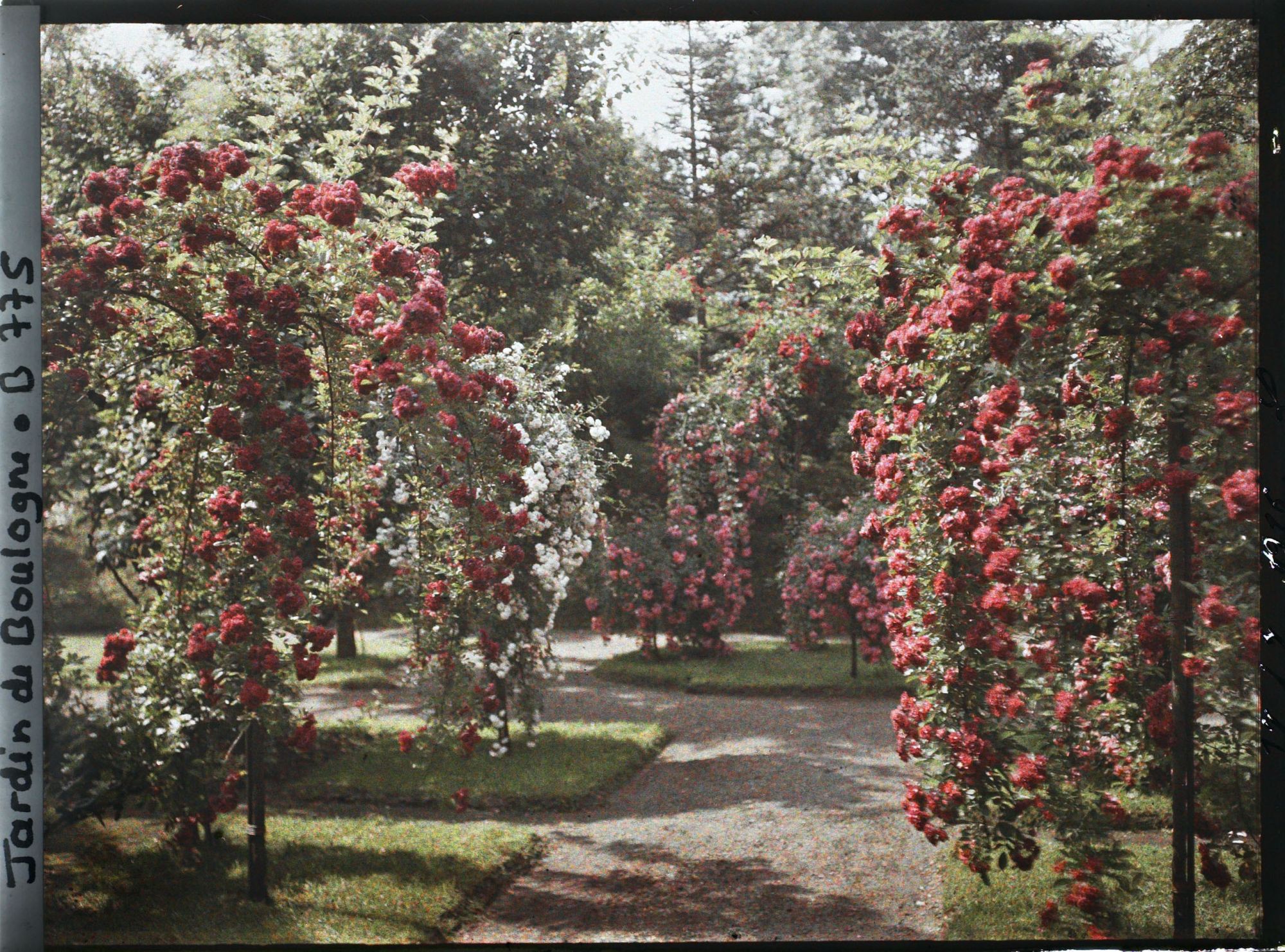 Image représentant Rosiers en fleurs ornant plates-bandes et parterre, au sud-est du verger-roseraie