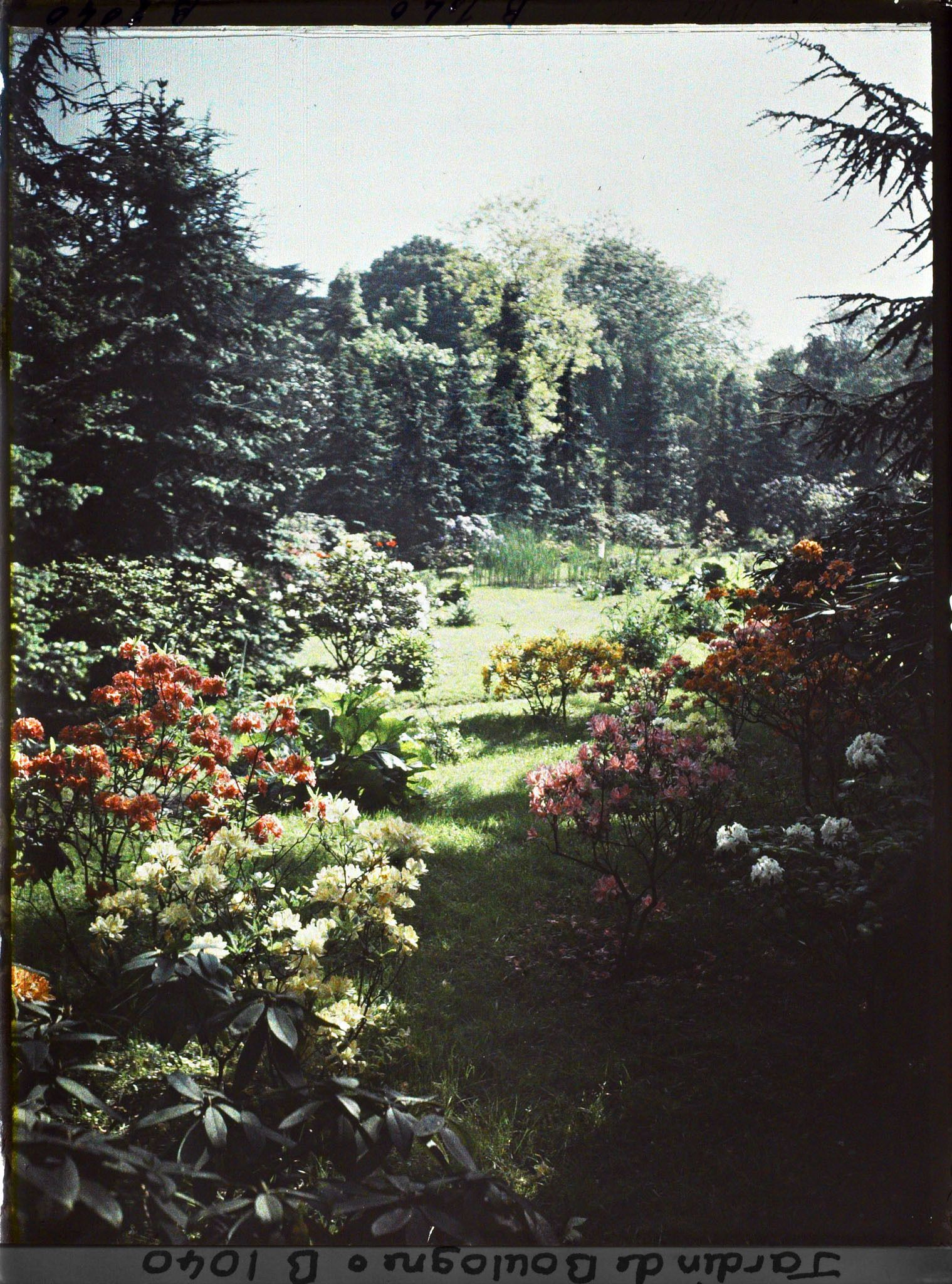 Image représentant Azalées dans la forêt bleue, à l'arrière-plan le marais