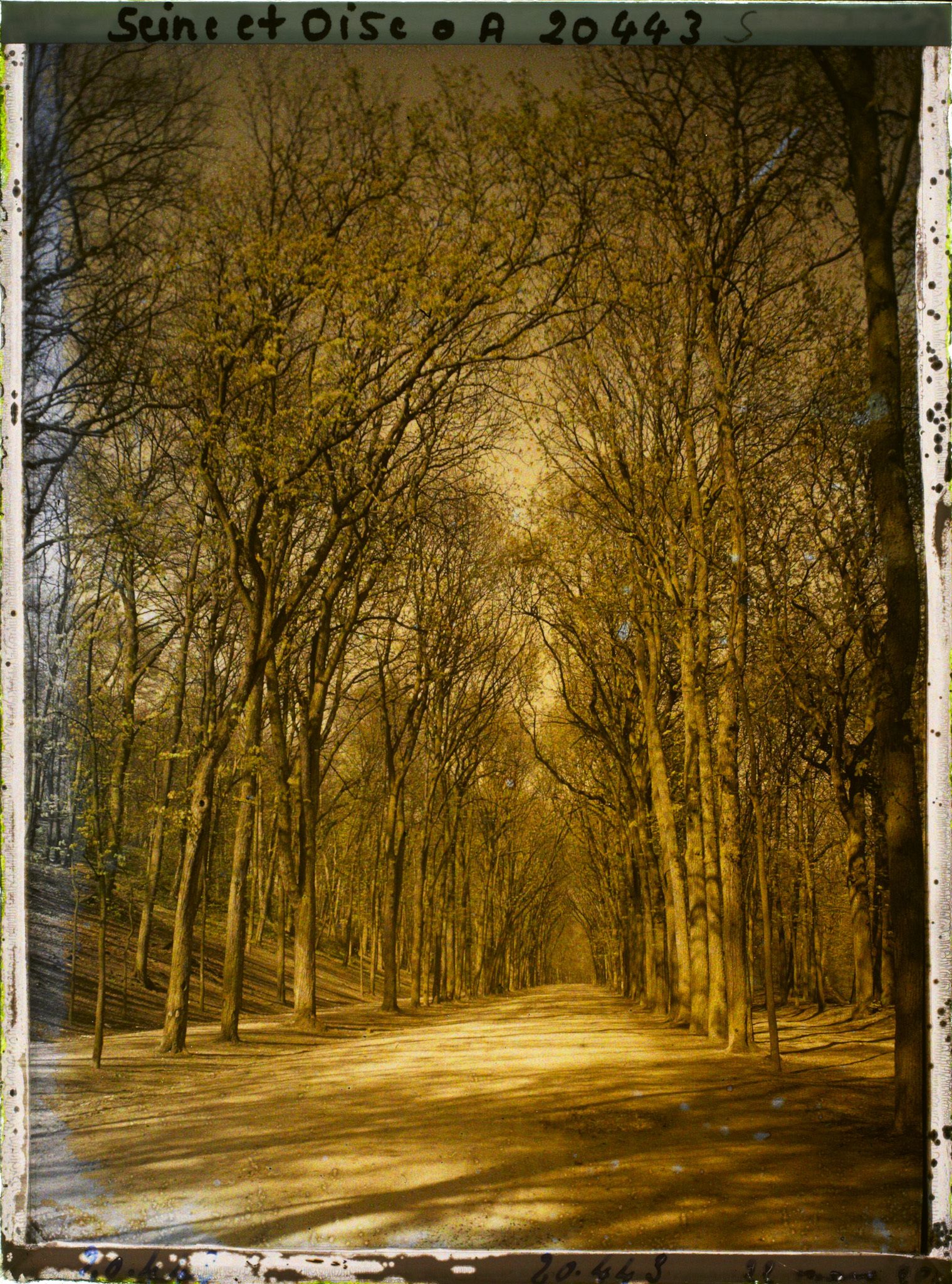 Image représentant Parc de St Cloud, allée de Sèvres